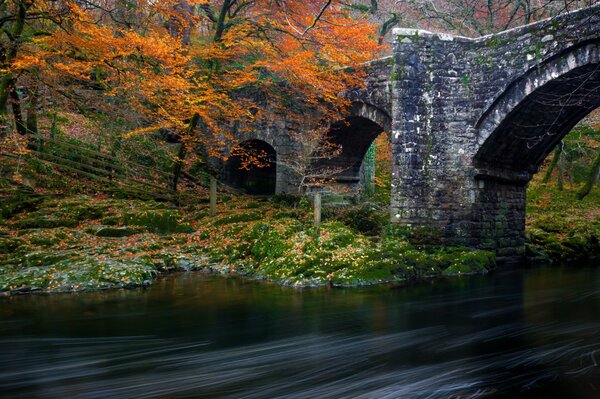 Puente viejo en el bosque sobre el río