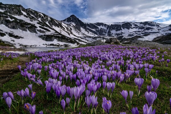 Krokusswiese im Rila-Nationalpark in Bulgarien