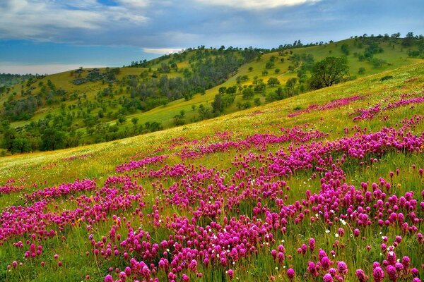 Hang vom Berg mit hellen Farben und duftendem Gras