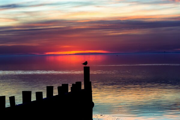 A bird at sunset