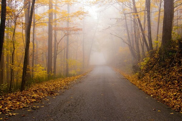 Paisaje del bosque de niebla de otoño