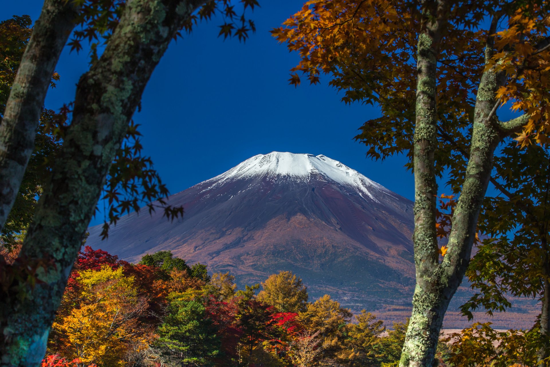 japan fujiyama himmel bäume blätter herbst schnee