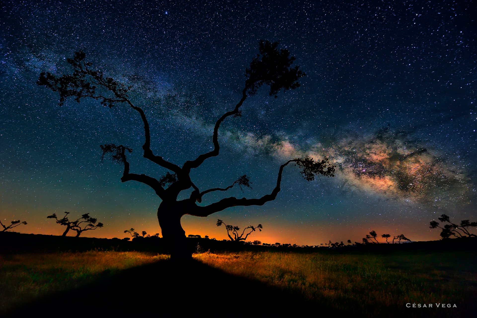 noche cielo estrellas vía láctea sabana árboles