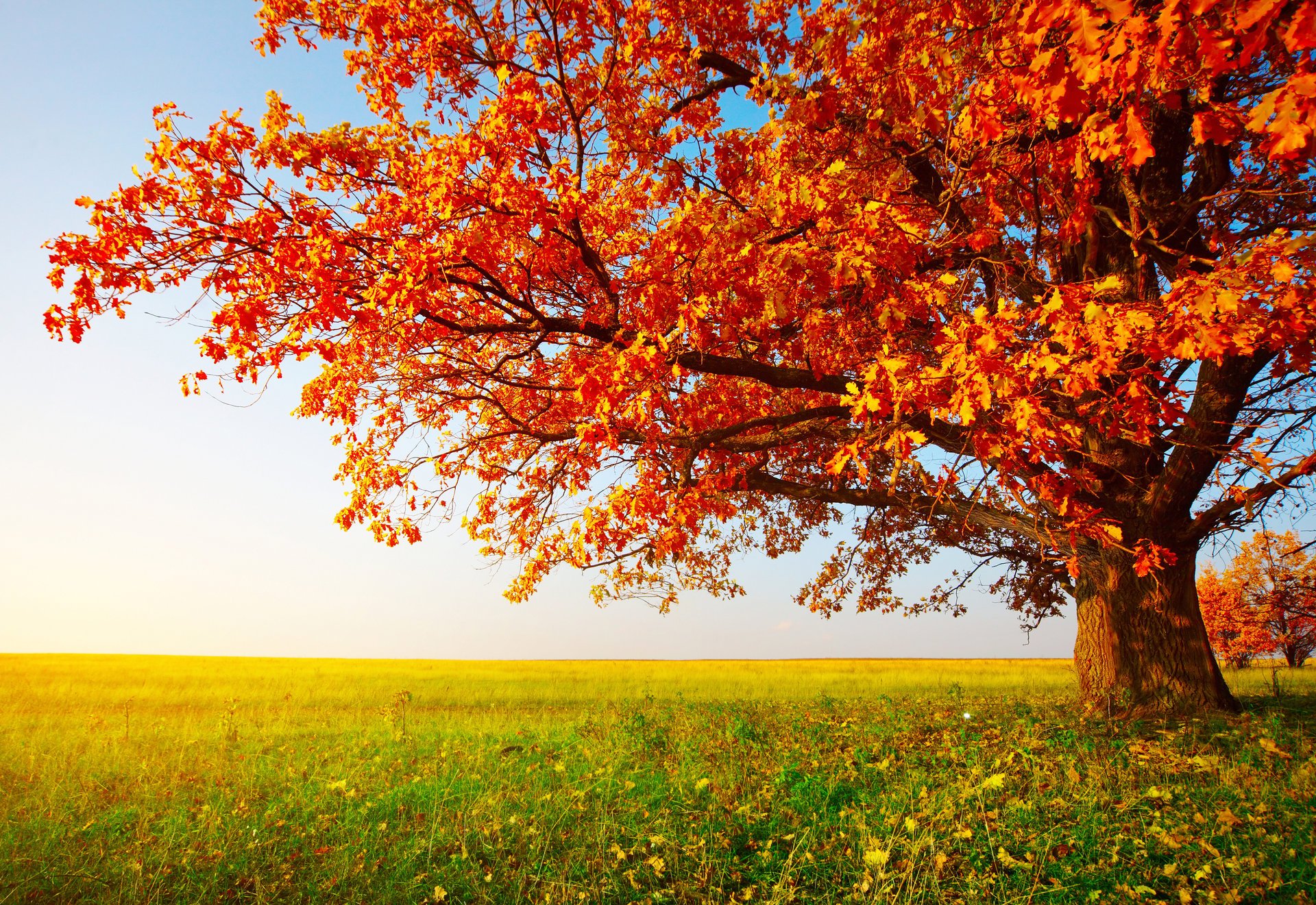 albero autunno cielo campo erba foglie