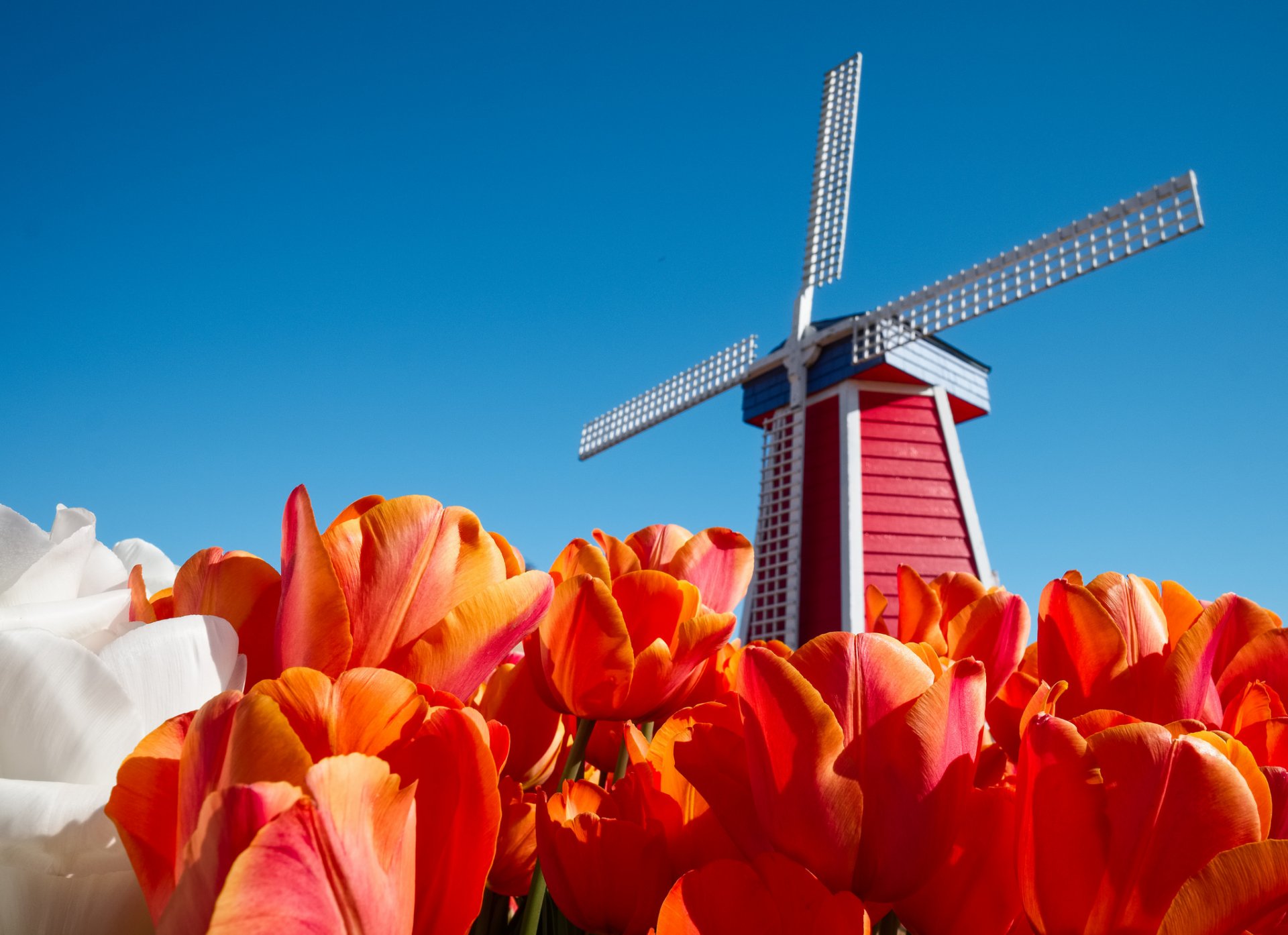 países bajos cielo flores tulipanes molino de viento