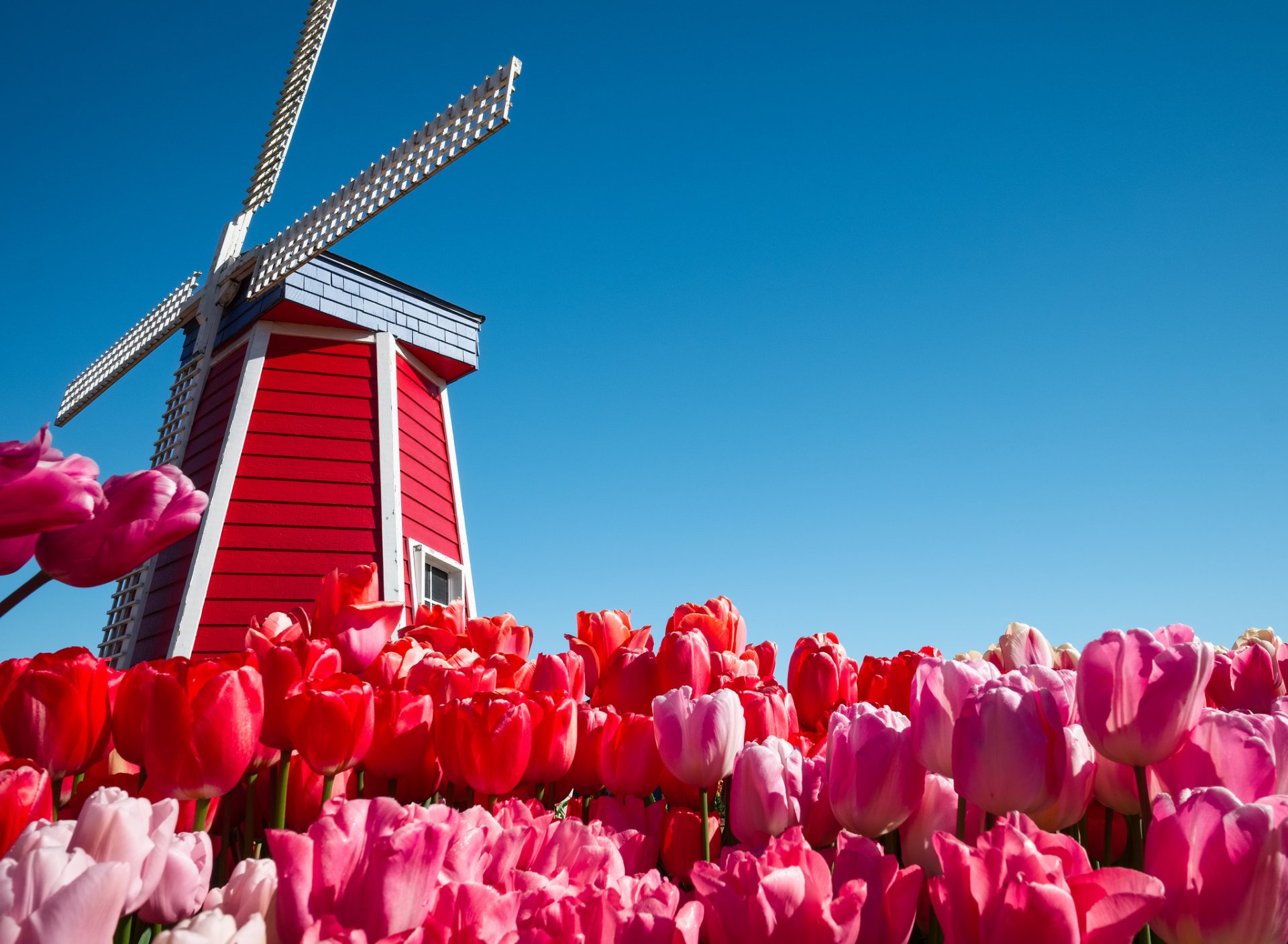 the netherlands sky flower tulips windmill