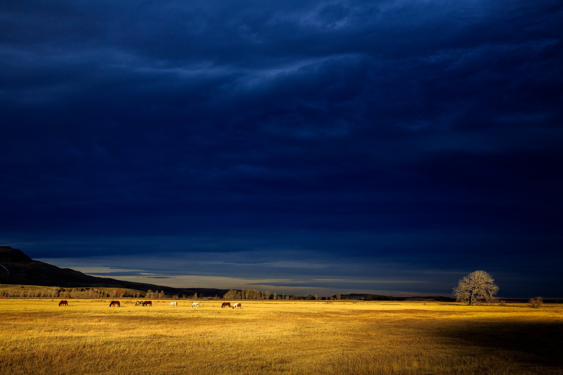 tempête nuages gris champ chevaux arbre colline lumière