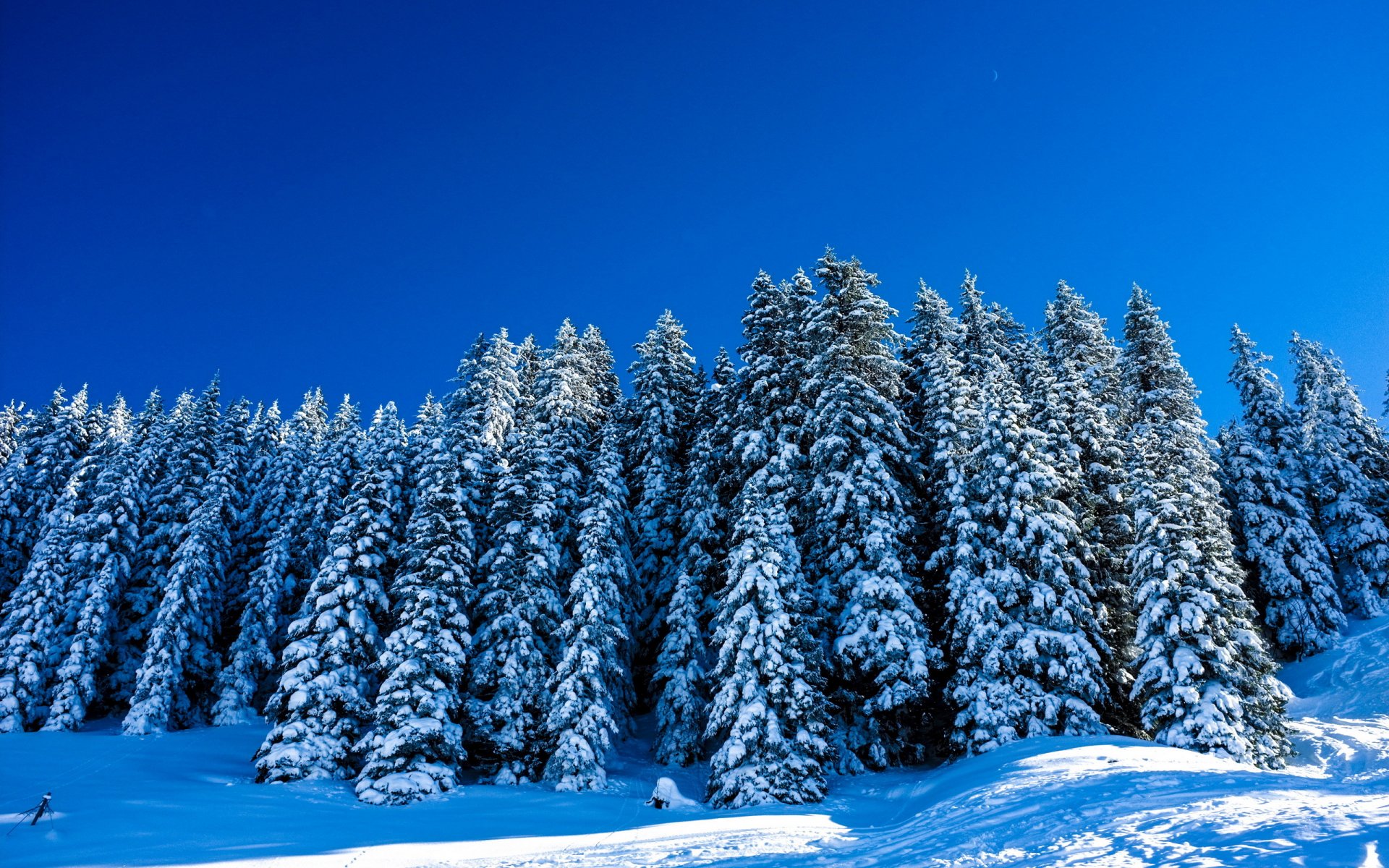 winter tree landscape