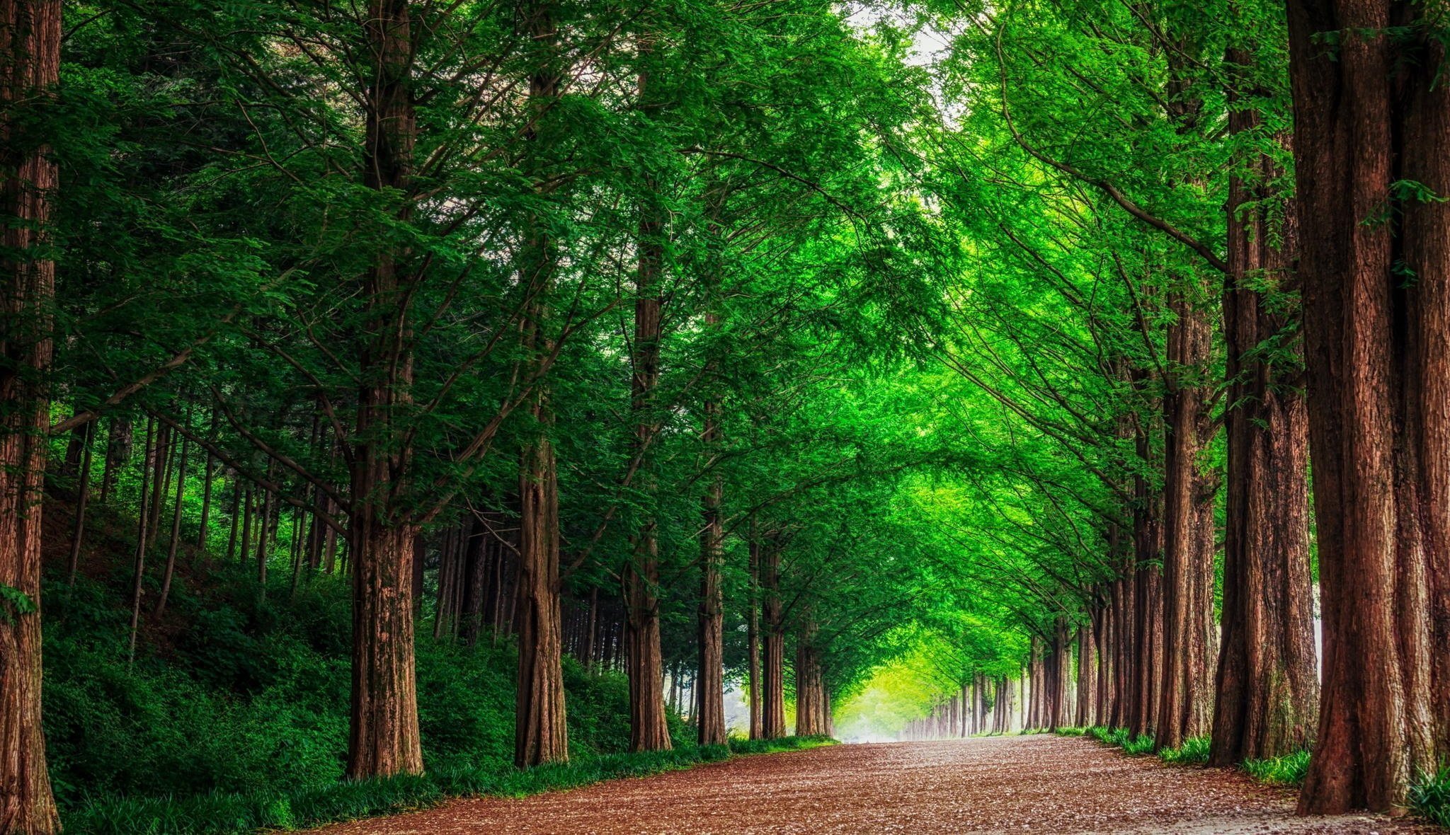 forest road landscape nature