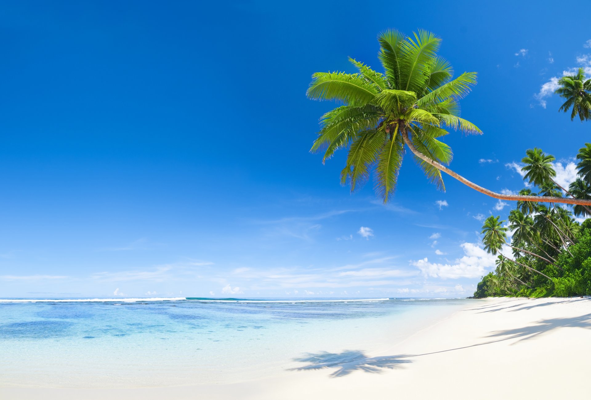 natur tropen meer strand palmen kokosnüsse schatten