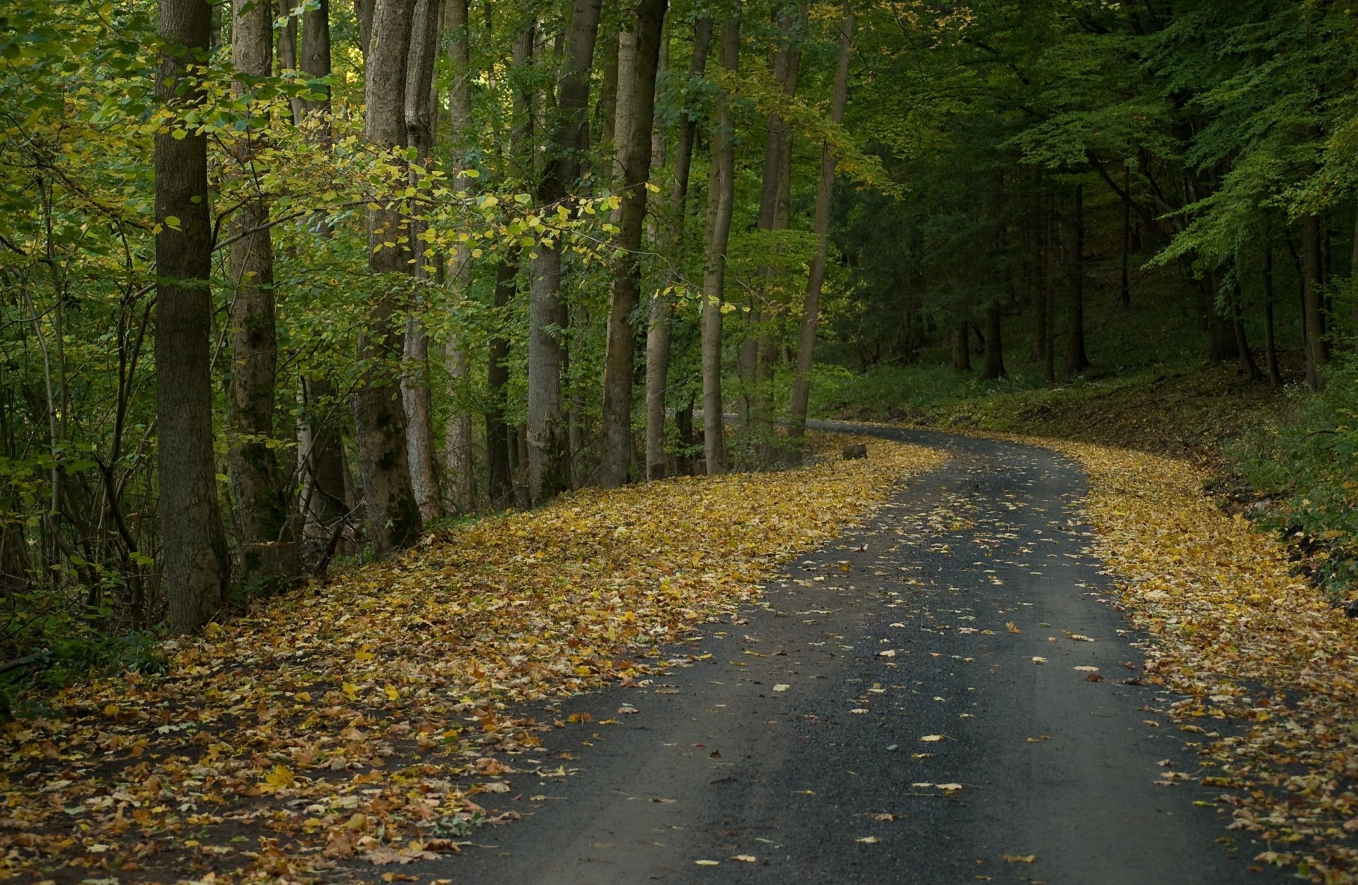 otoño bosque camino