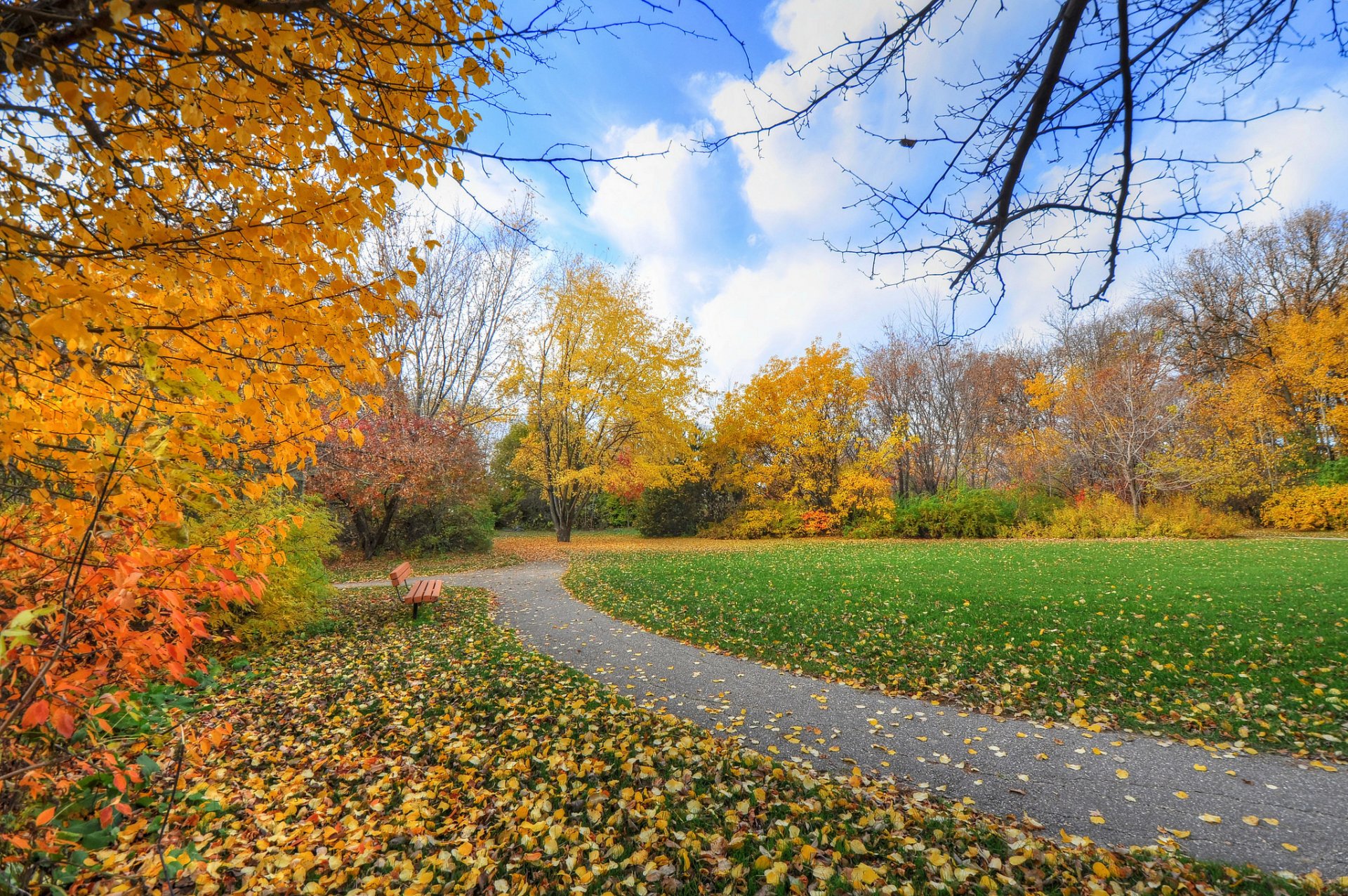 cielo parco sentiero erba panchina alberi autunno