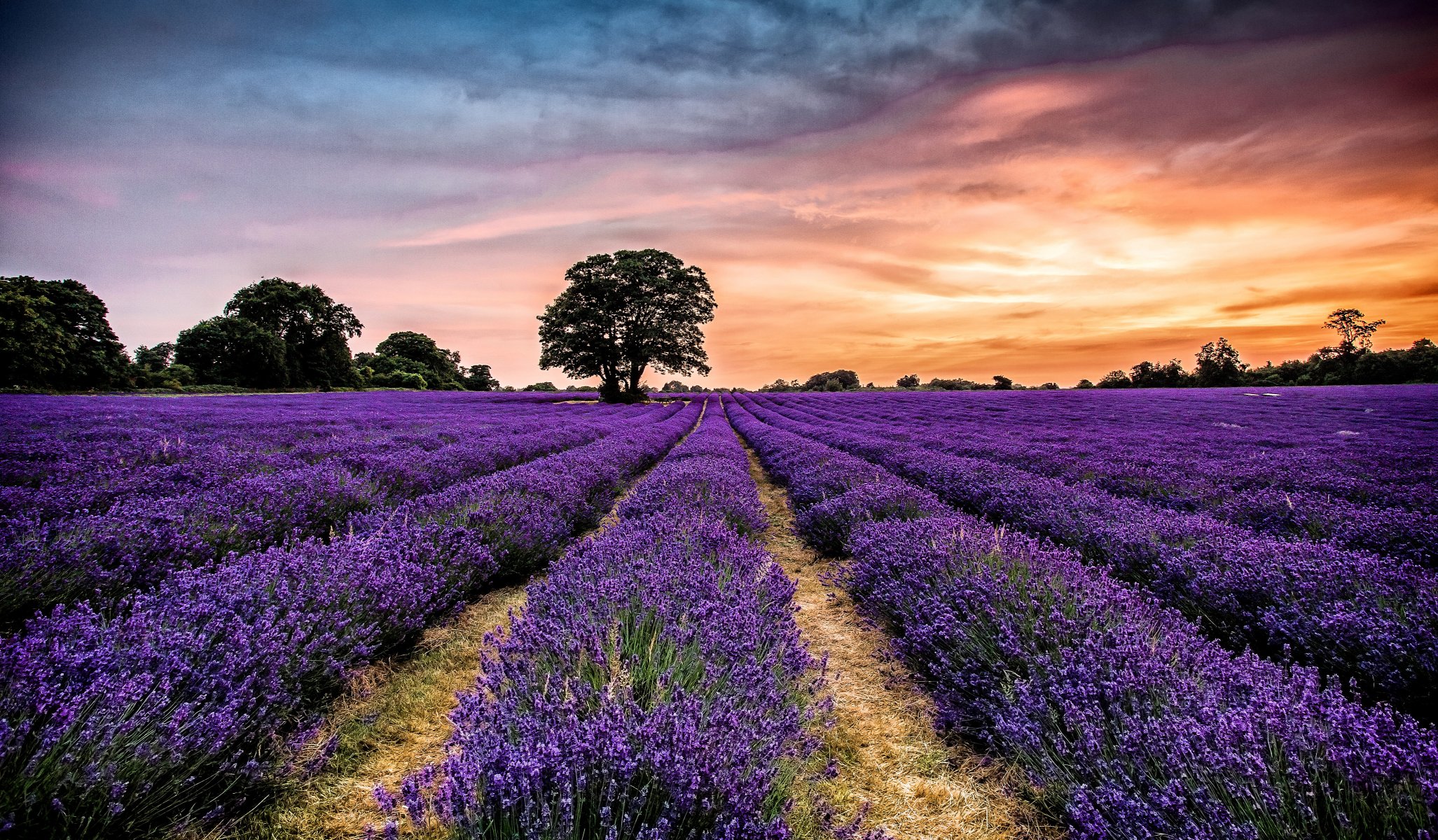 cielo nuvole tramonto albero fiori lavanda