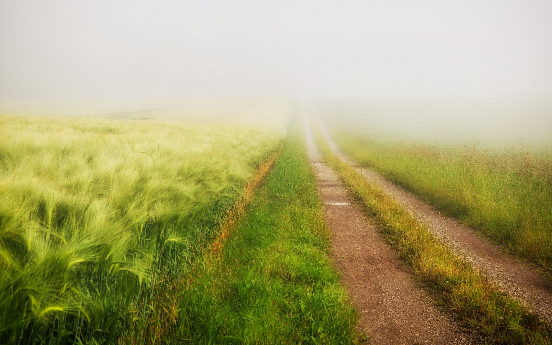 route champ été brouillard