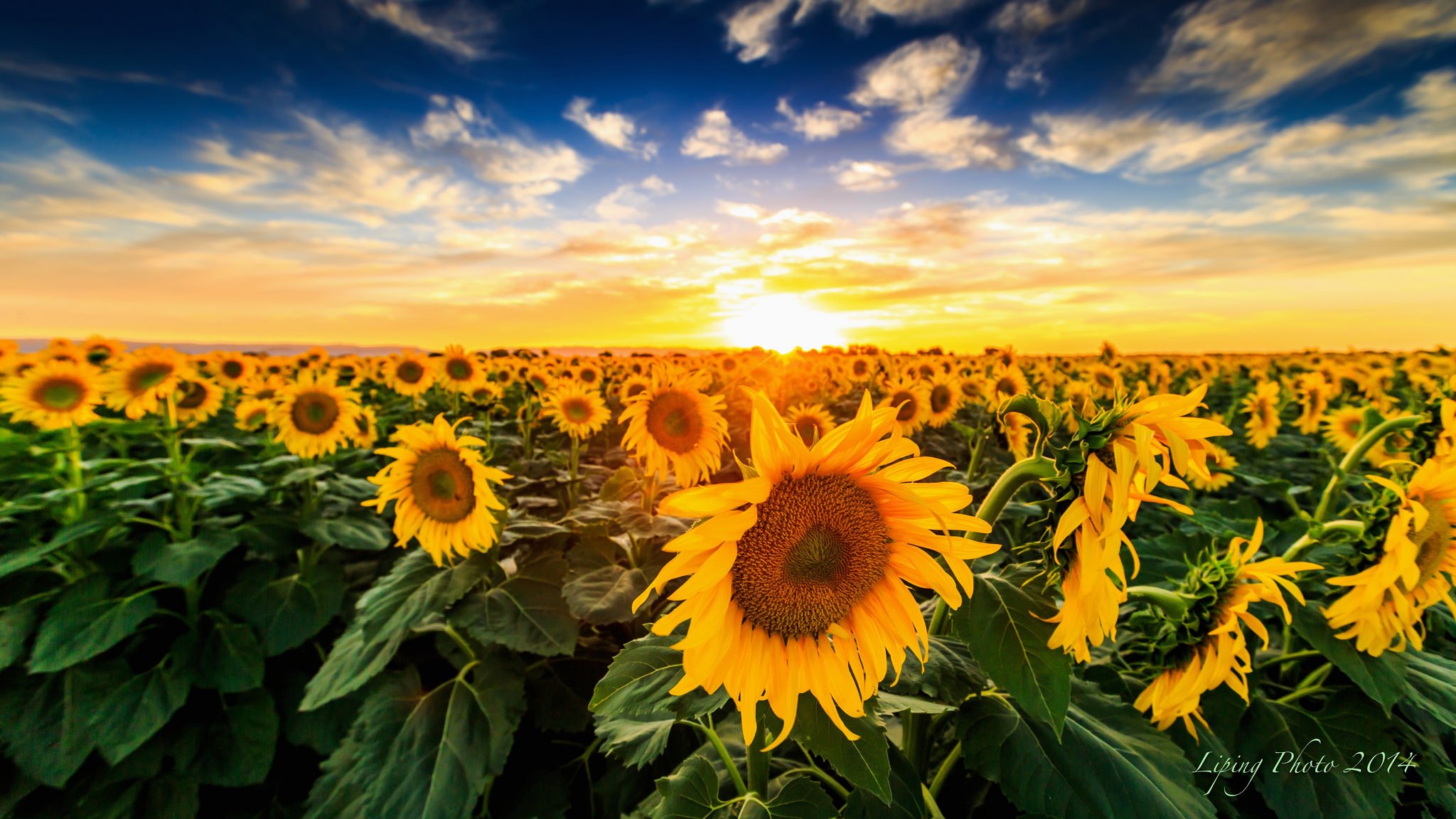 nature landscape sunset the field sunflowers bloom