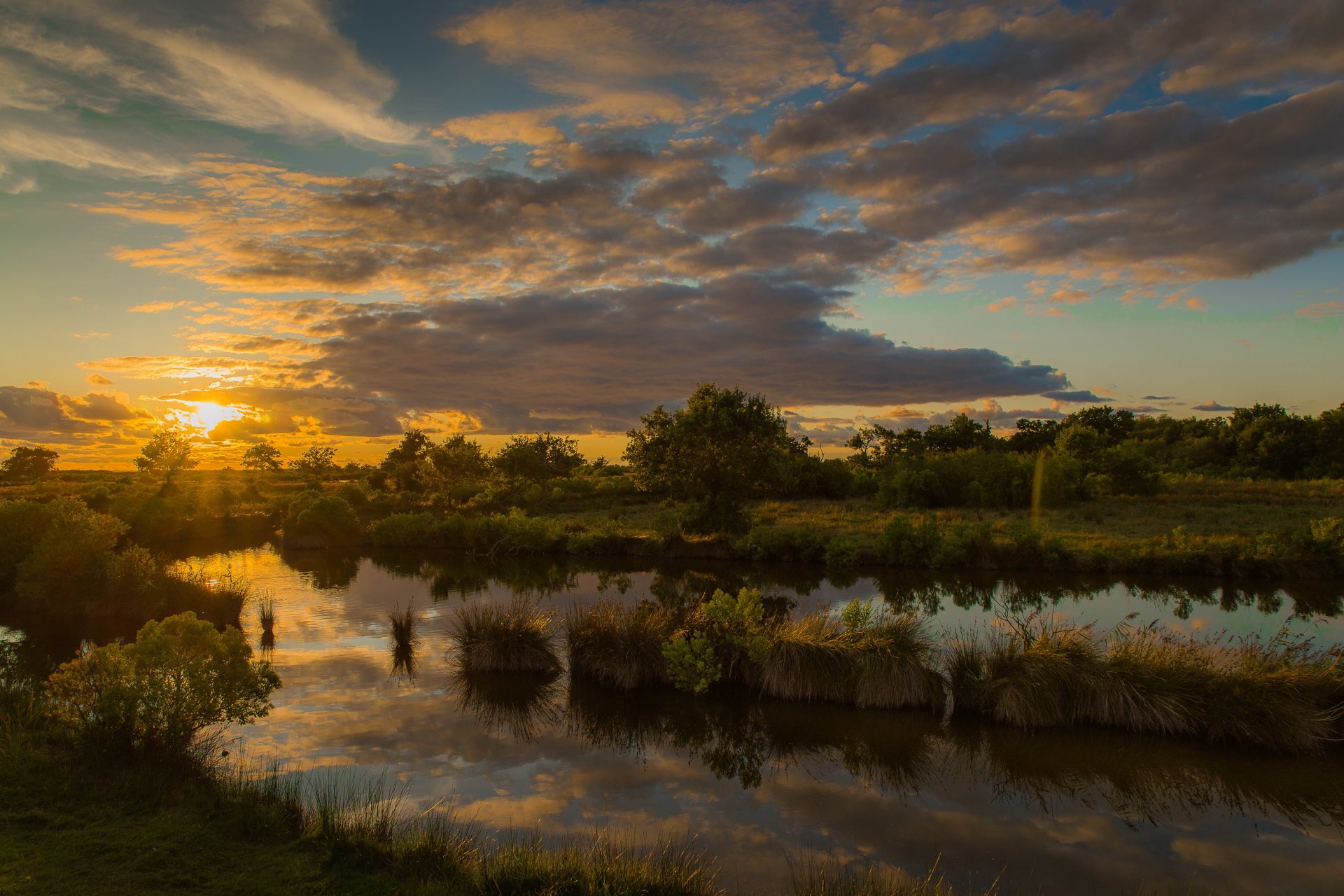 tree lake reflection sunset