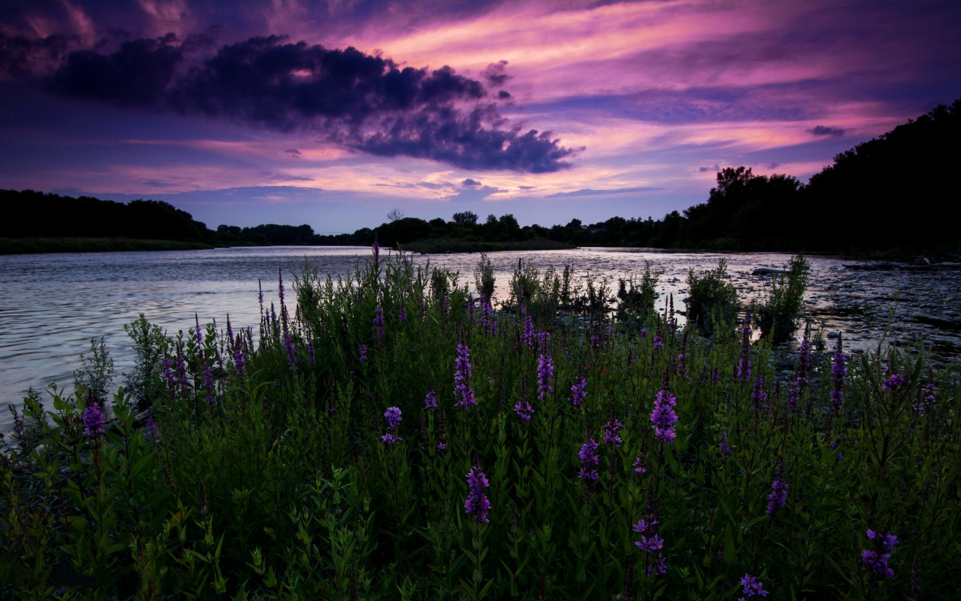 canada ontario soir coucher de soleil ciel rivière fleurs champ arbres nature