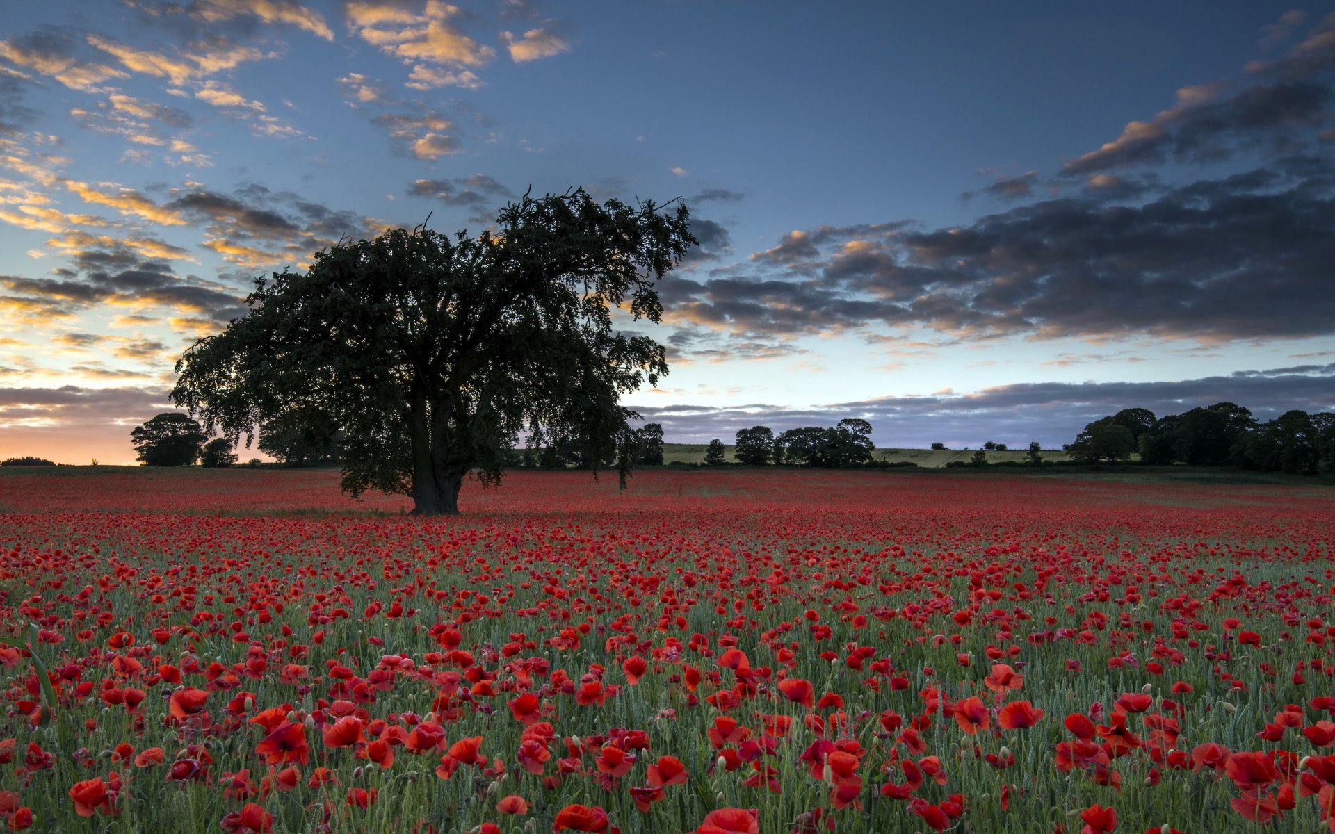 abend feld mohnblumen baum landschaft