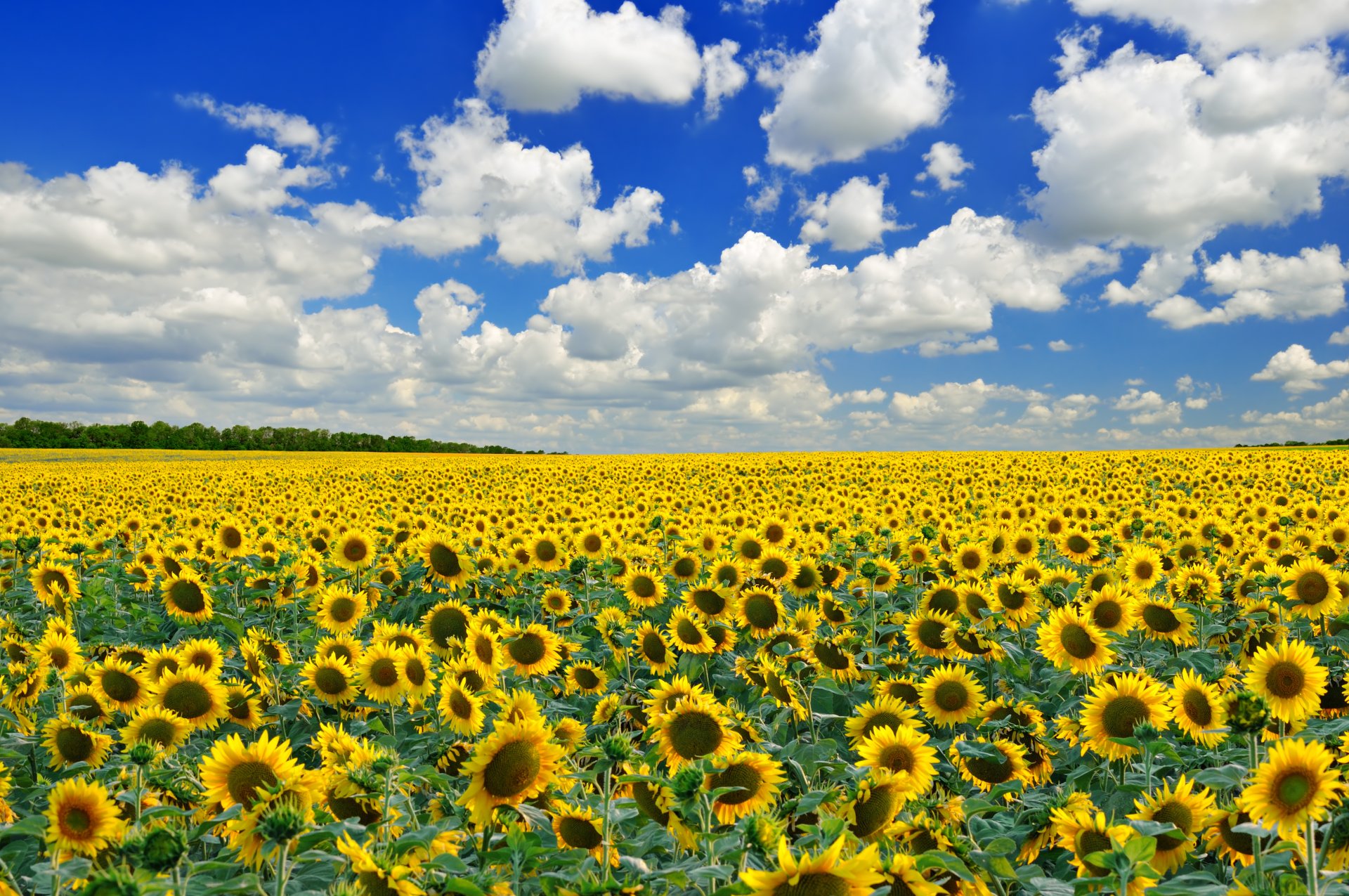 champ fleurs tournesols arbres ciel nuages