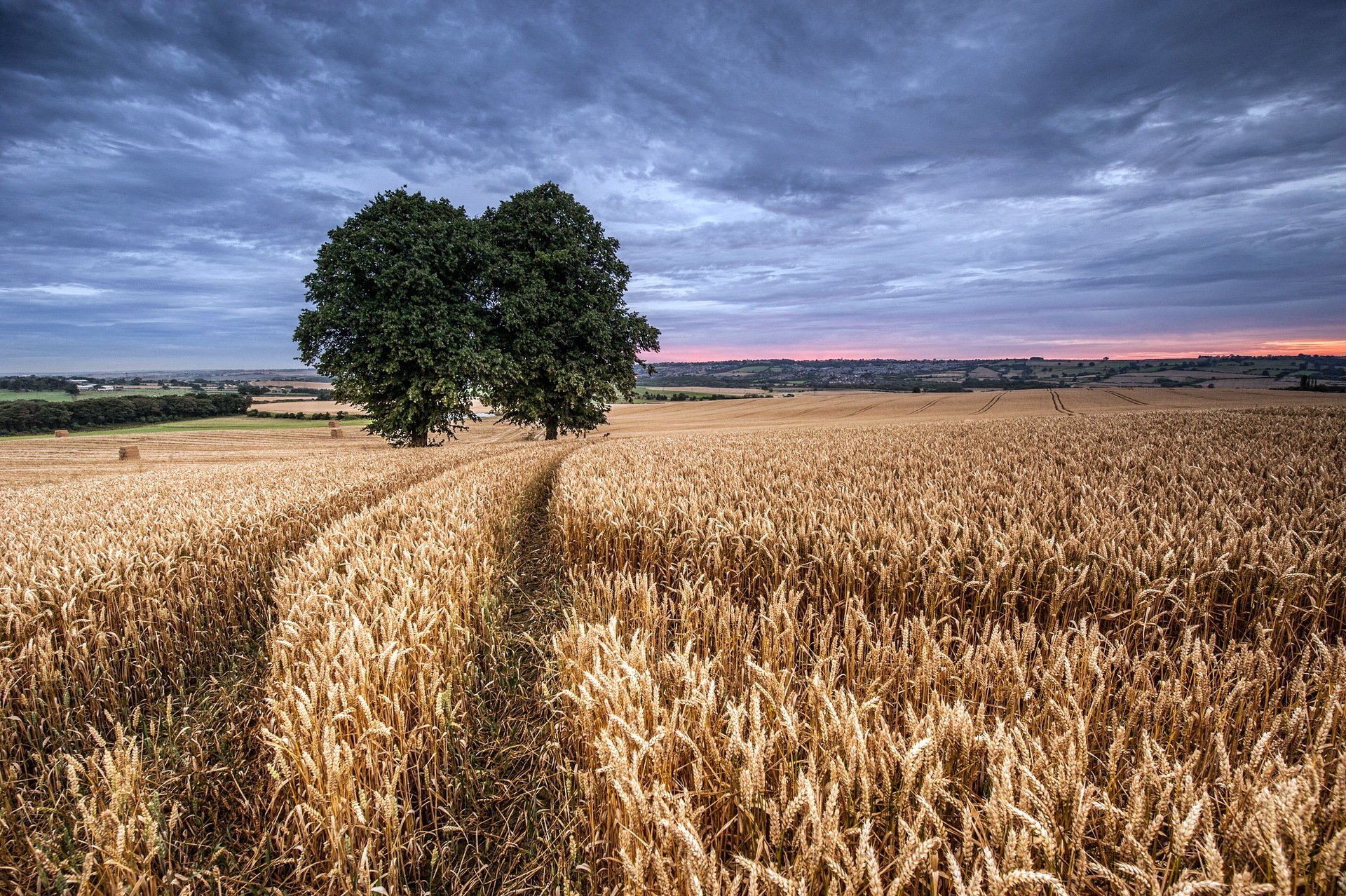 the field ears tree landscape