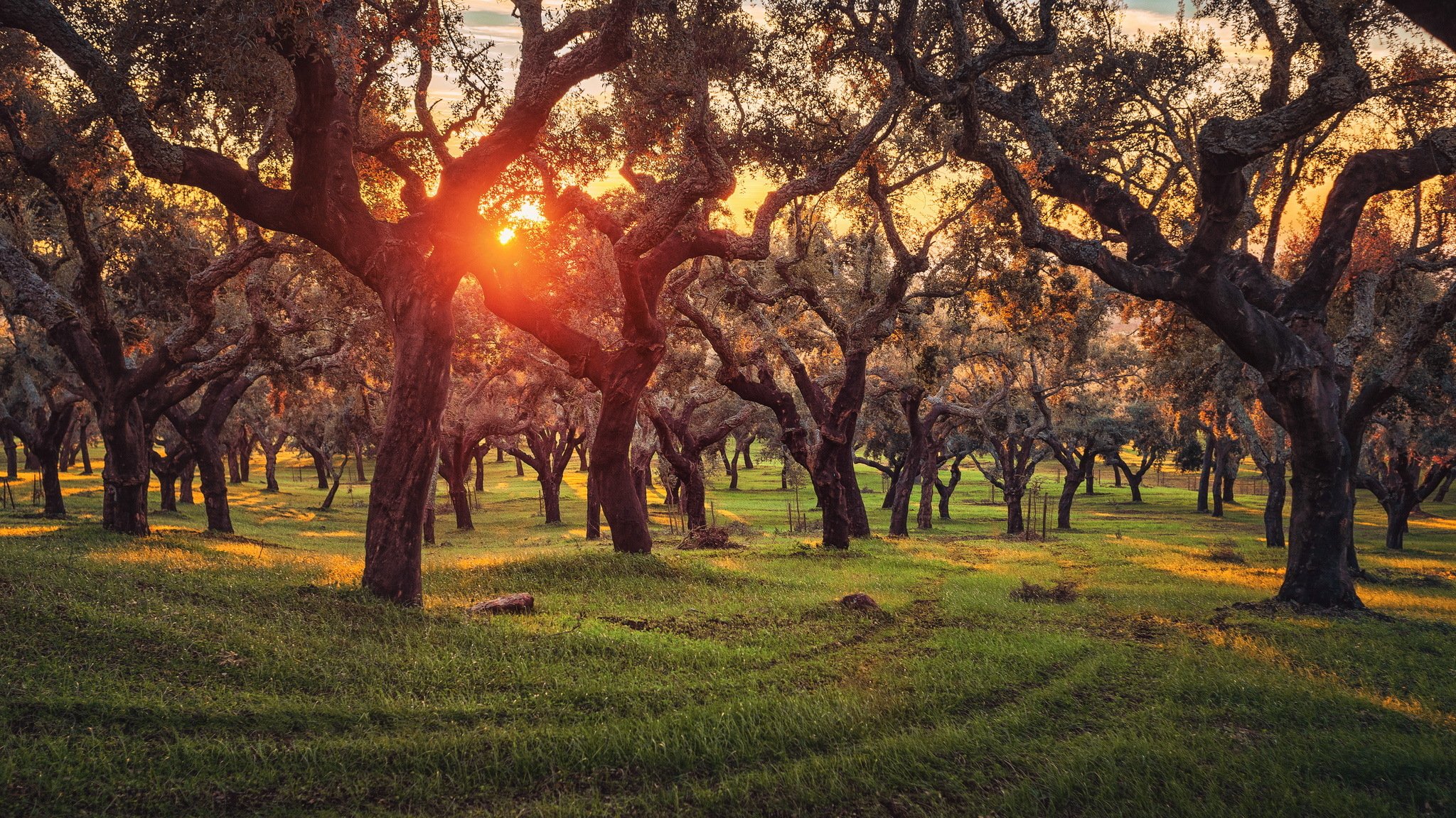 arbres liège chênes portugal plantation coucher de soleil