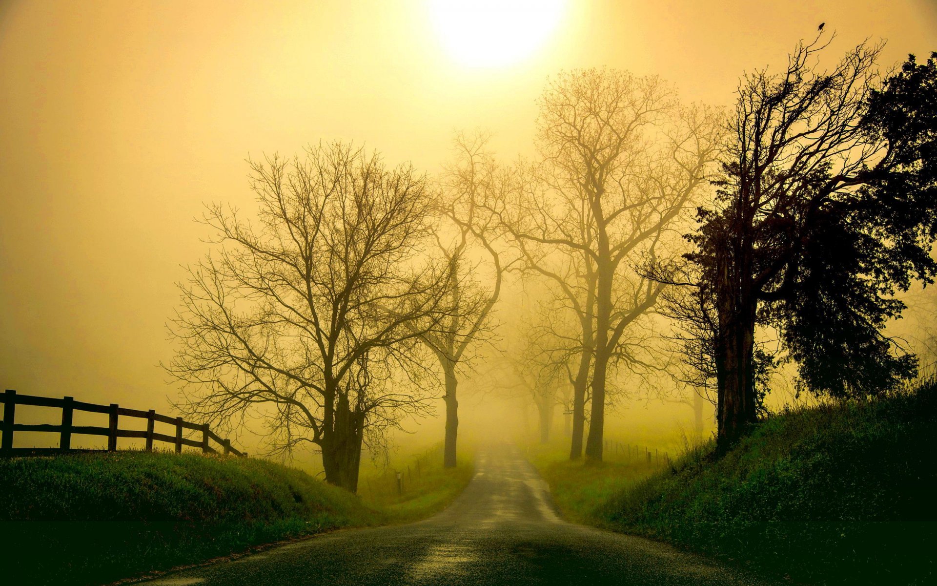 morgen nebel nebel bäume landschaft natur