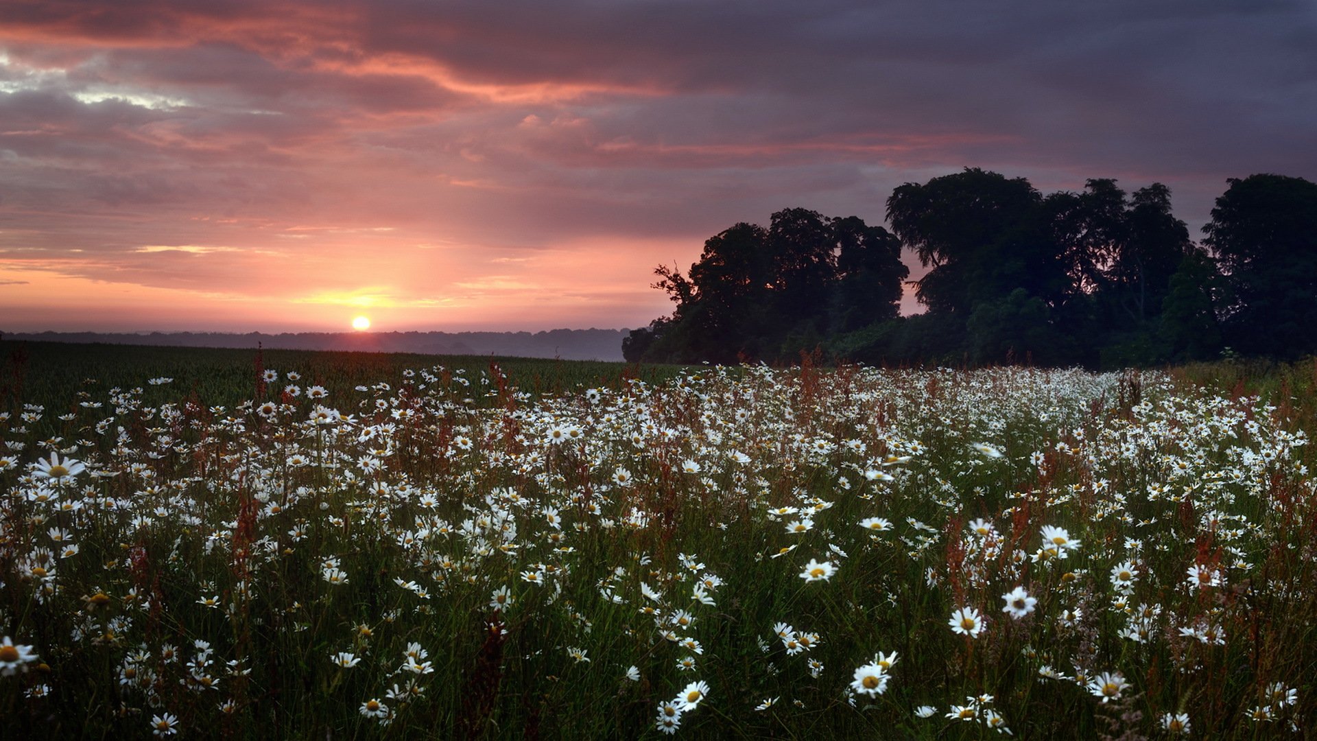 coucher de soleil champ marguerites nature paysage