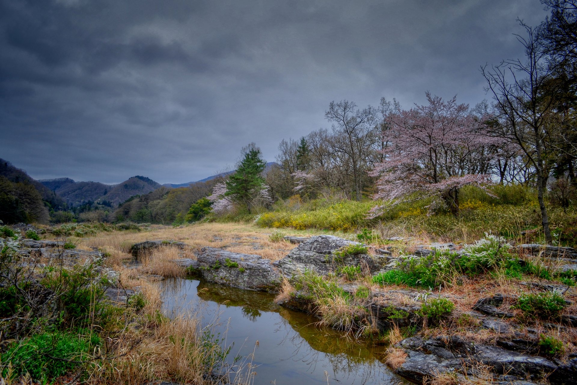 hills tree bloom spring reservoir cloud