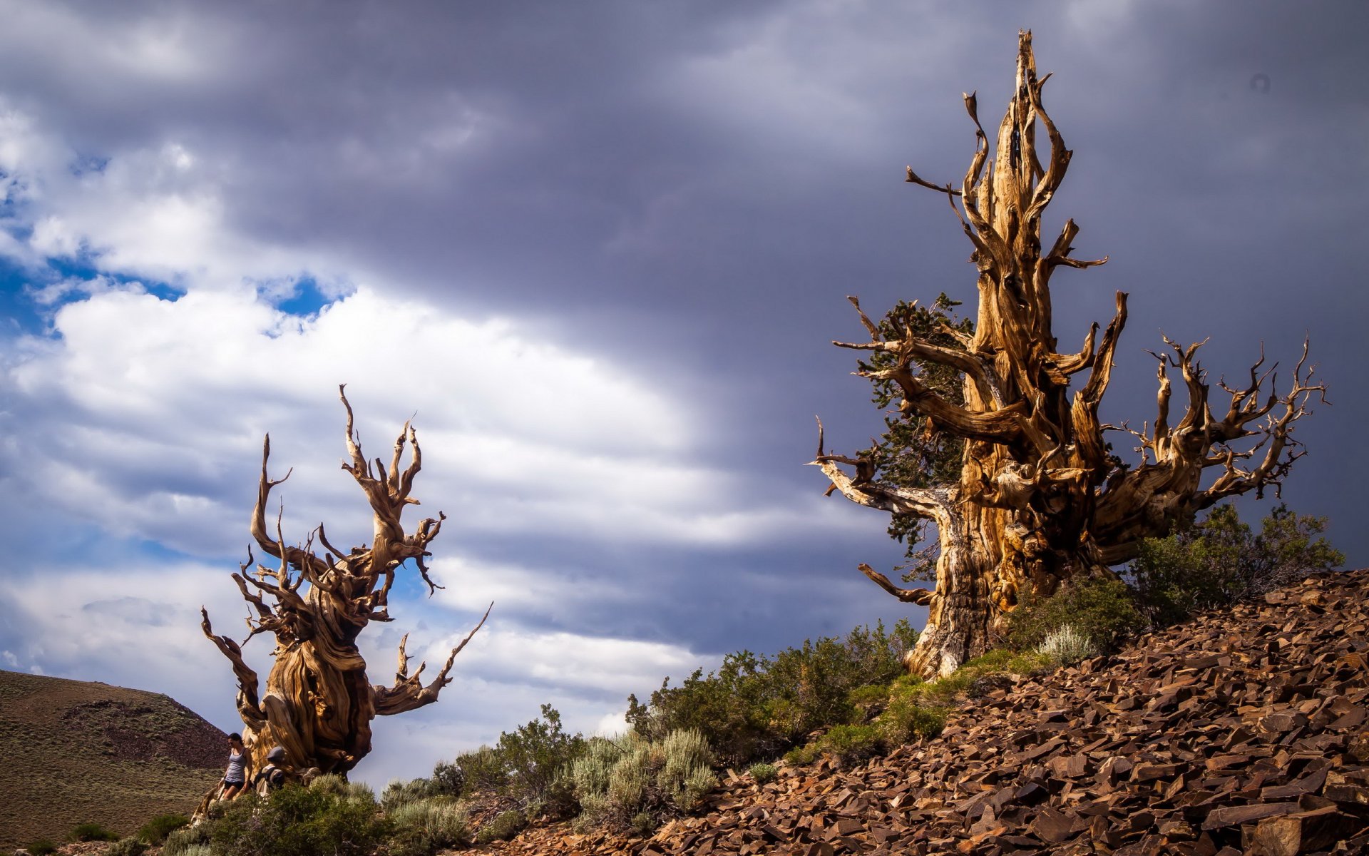 bristlecone pins dans les montagnes blanches inyo californie