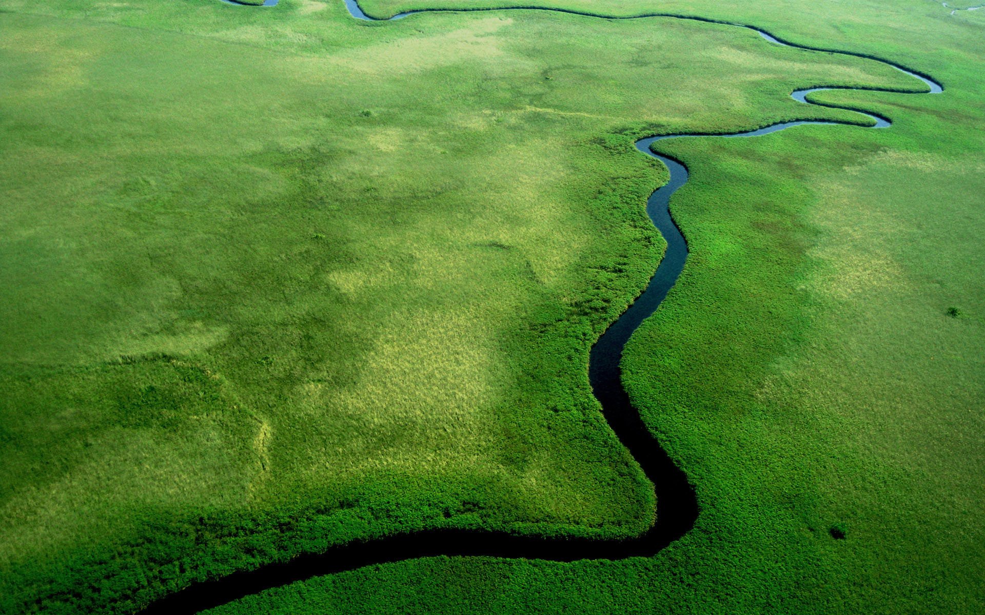 windows 10 windows river jungle