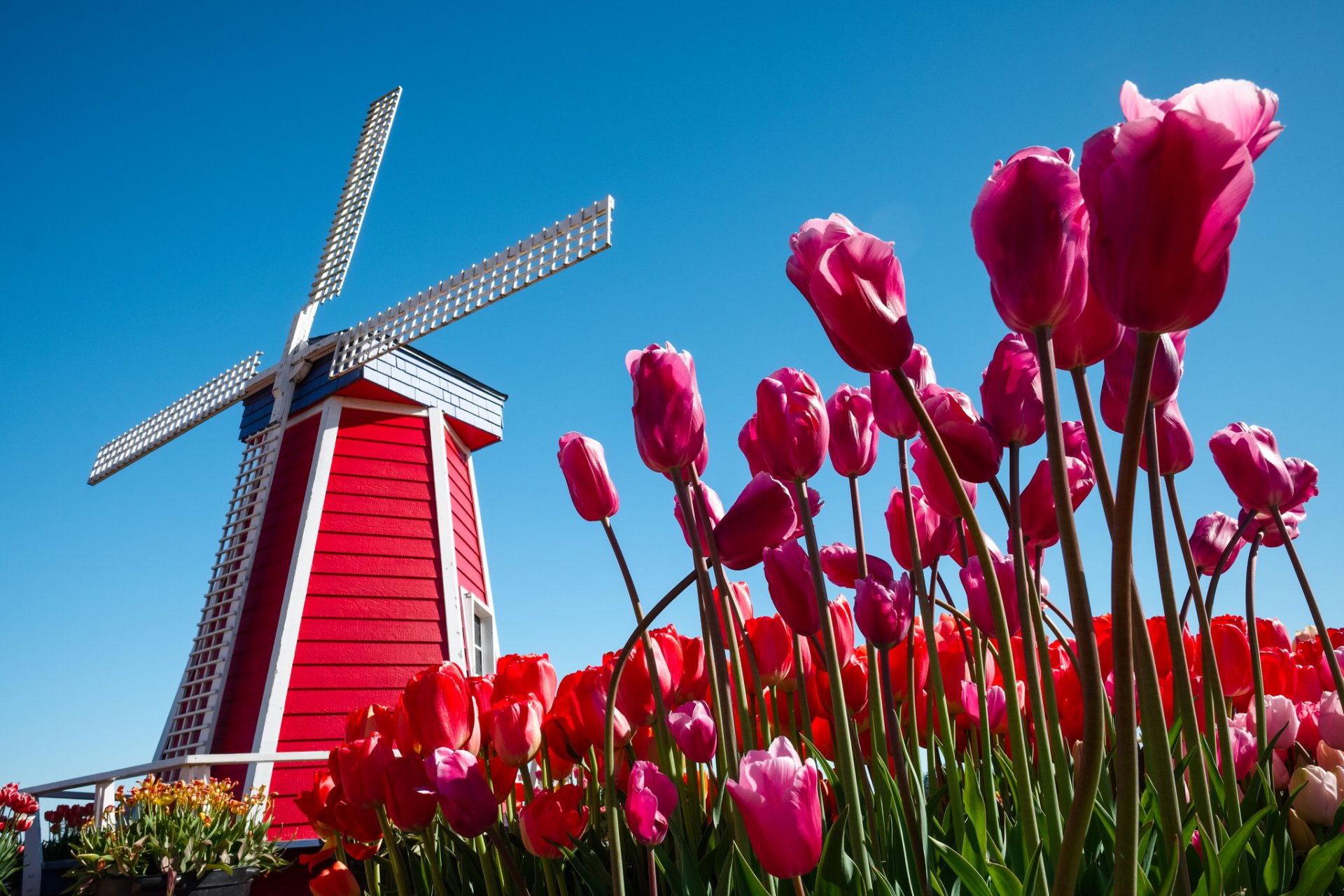 the netherlands sky flower tulips windmill