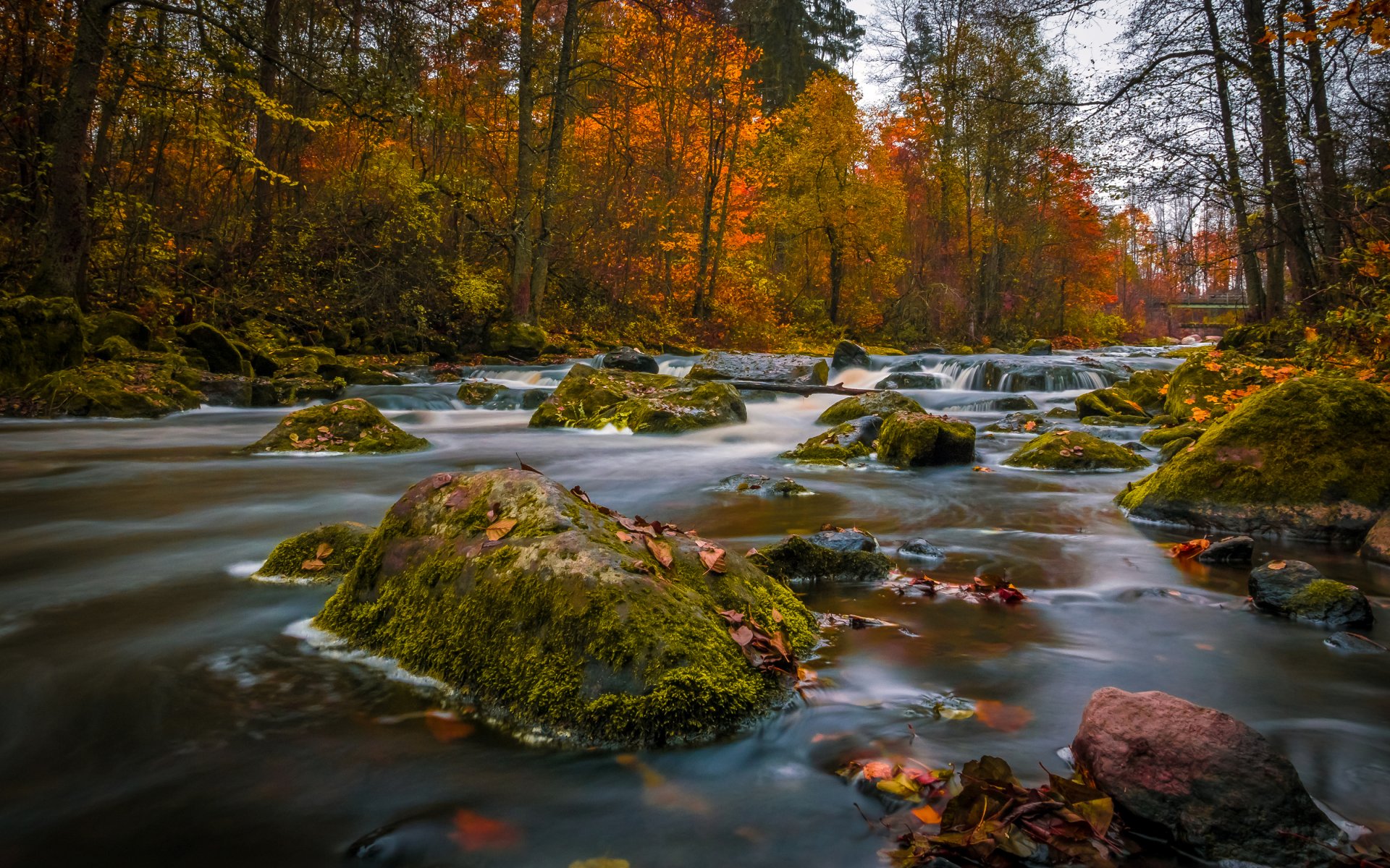 nukari finlandia jesień las rzeka kamienie