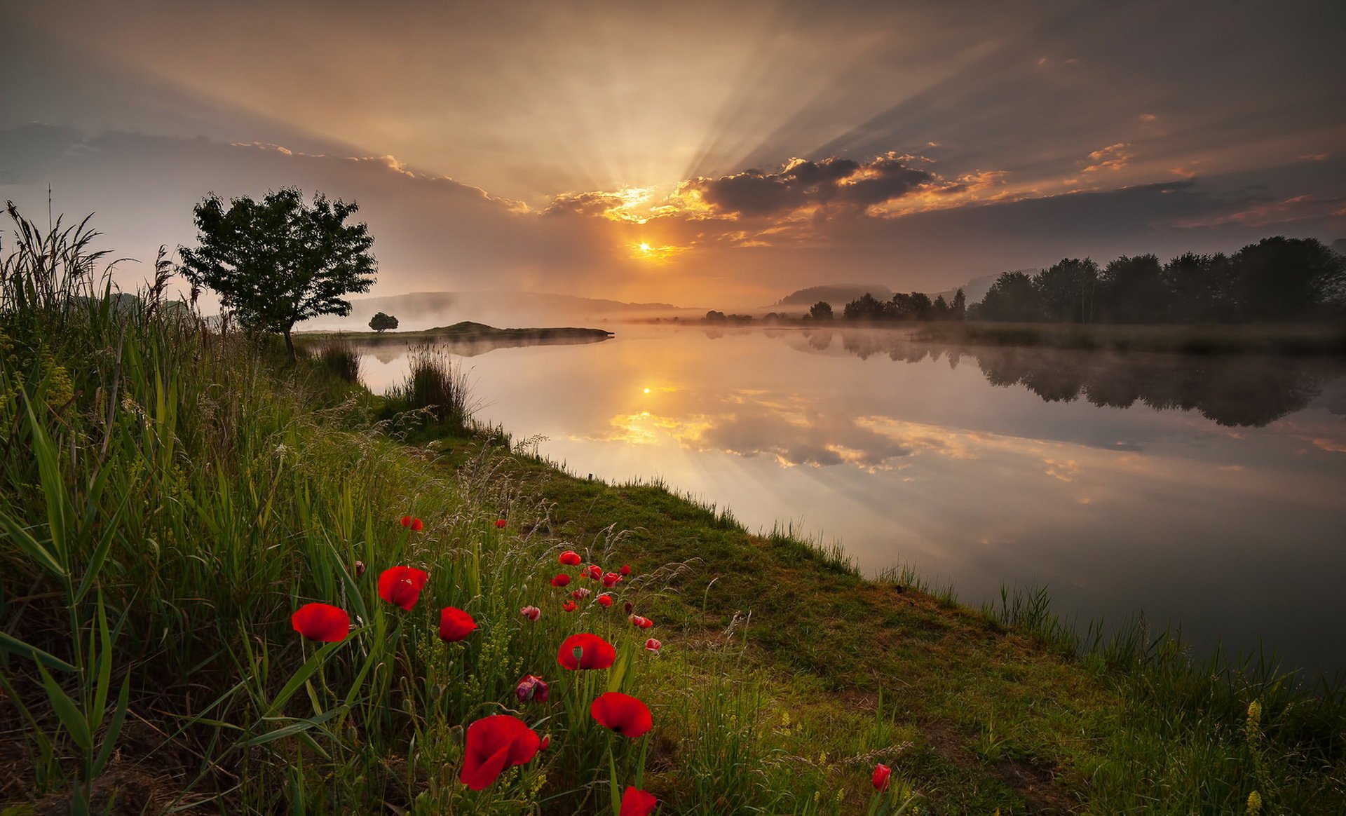 matin rivière coquelicots