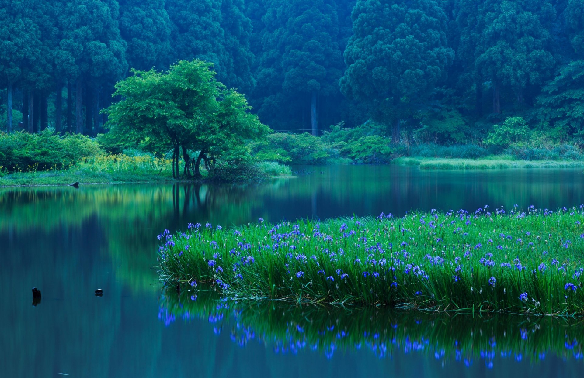 takashima prefettura di shiga giappone lago fiori iris foresta alberi riflessione