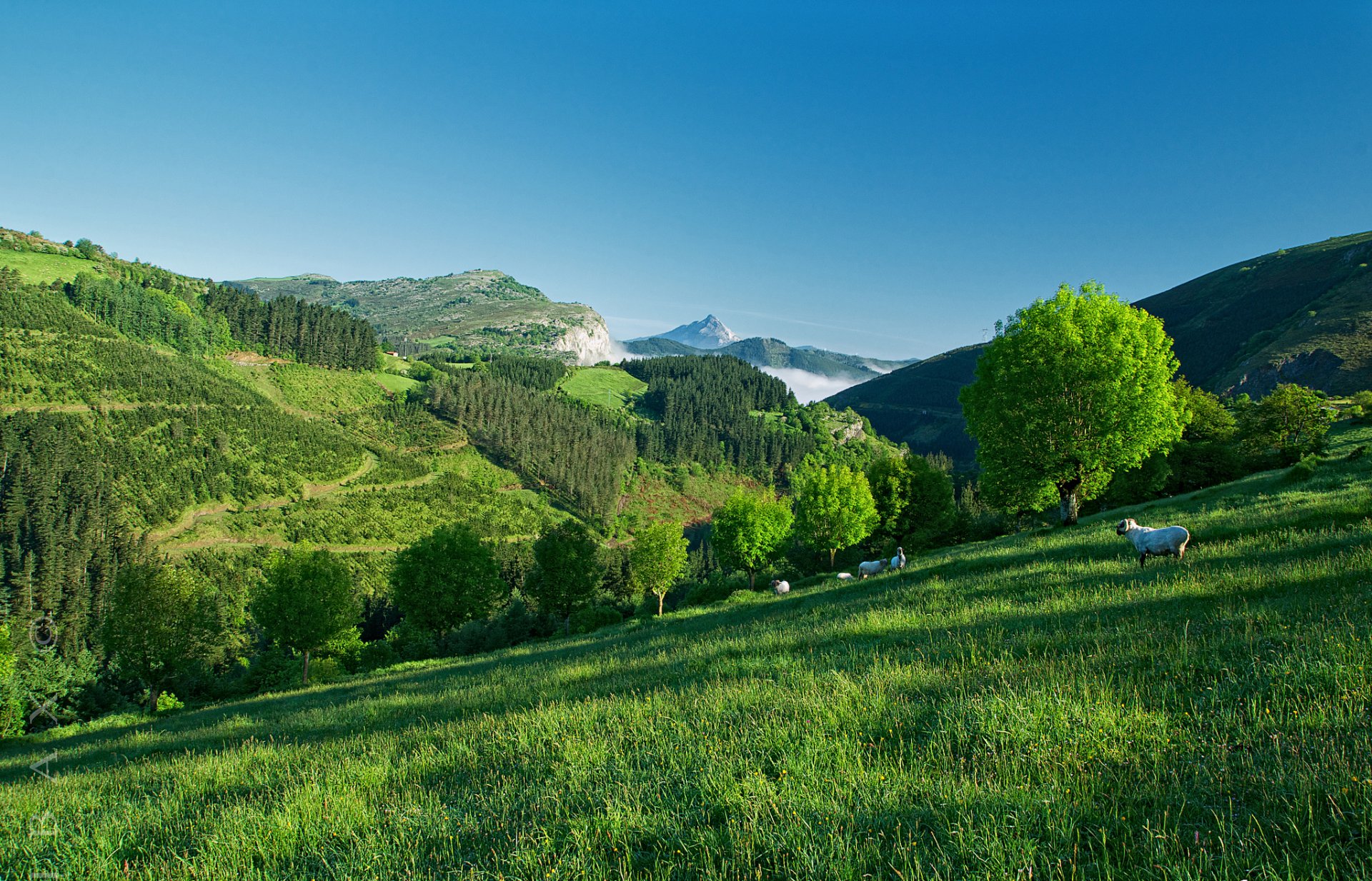 cielo montagne alberi erba pecore pendio