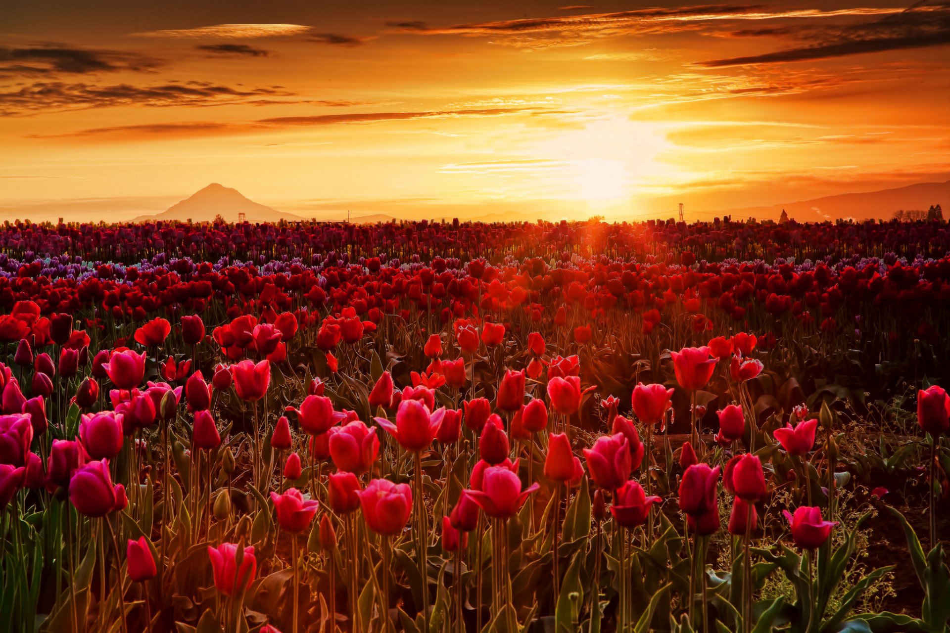 ky clouds sun sunset rays mountain the field meadow flower tulip