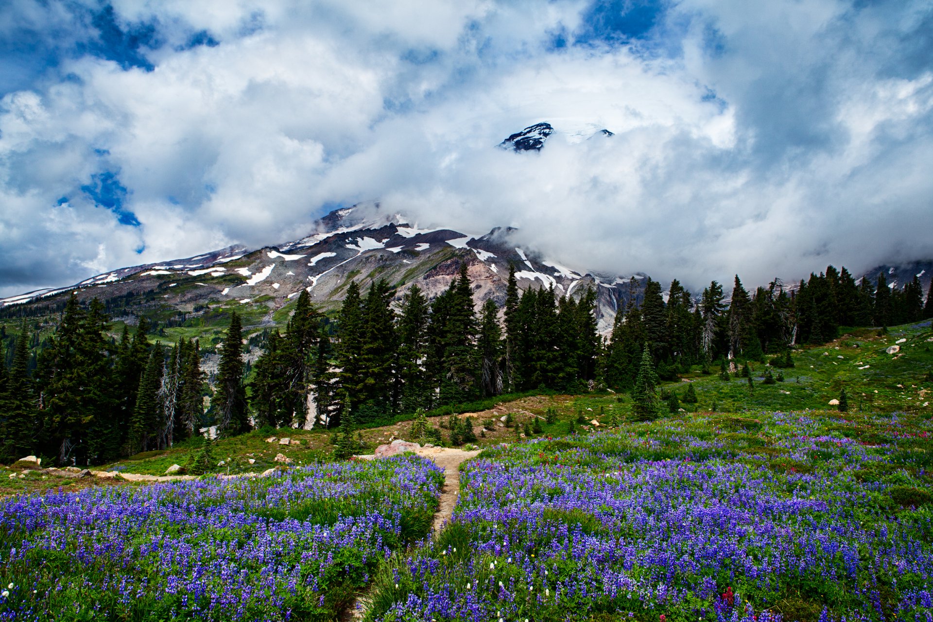 monte rainier stati uniti cielo nuvole montagne fiori prato foresta alberi