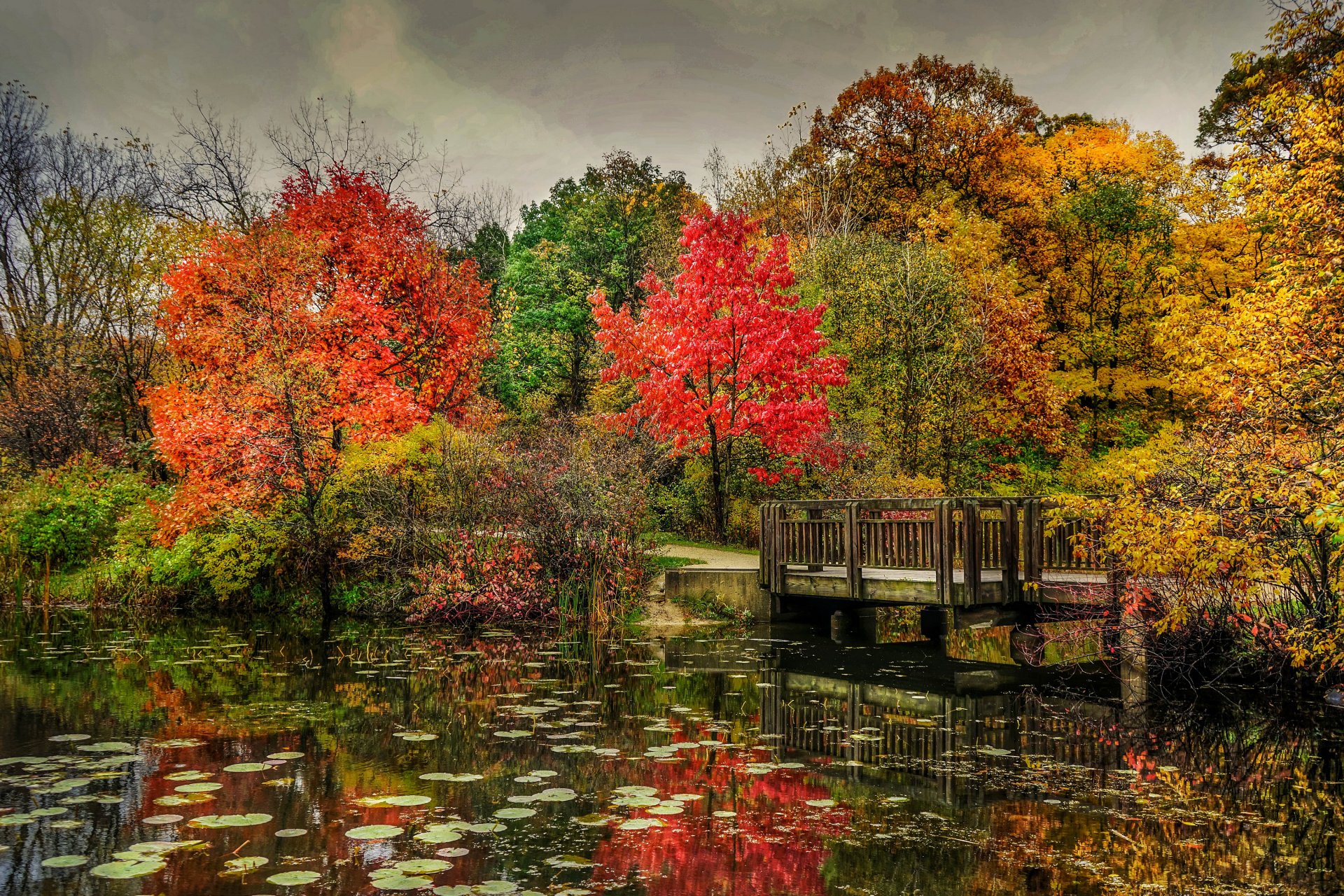 park river bridge autumn tree nature photo