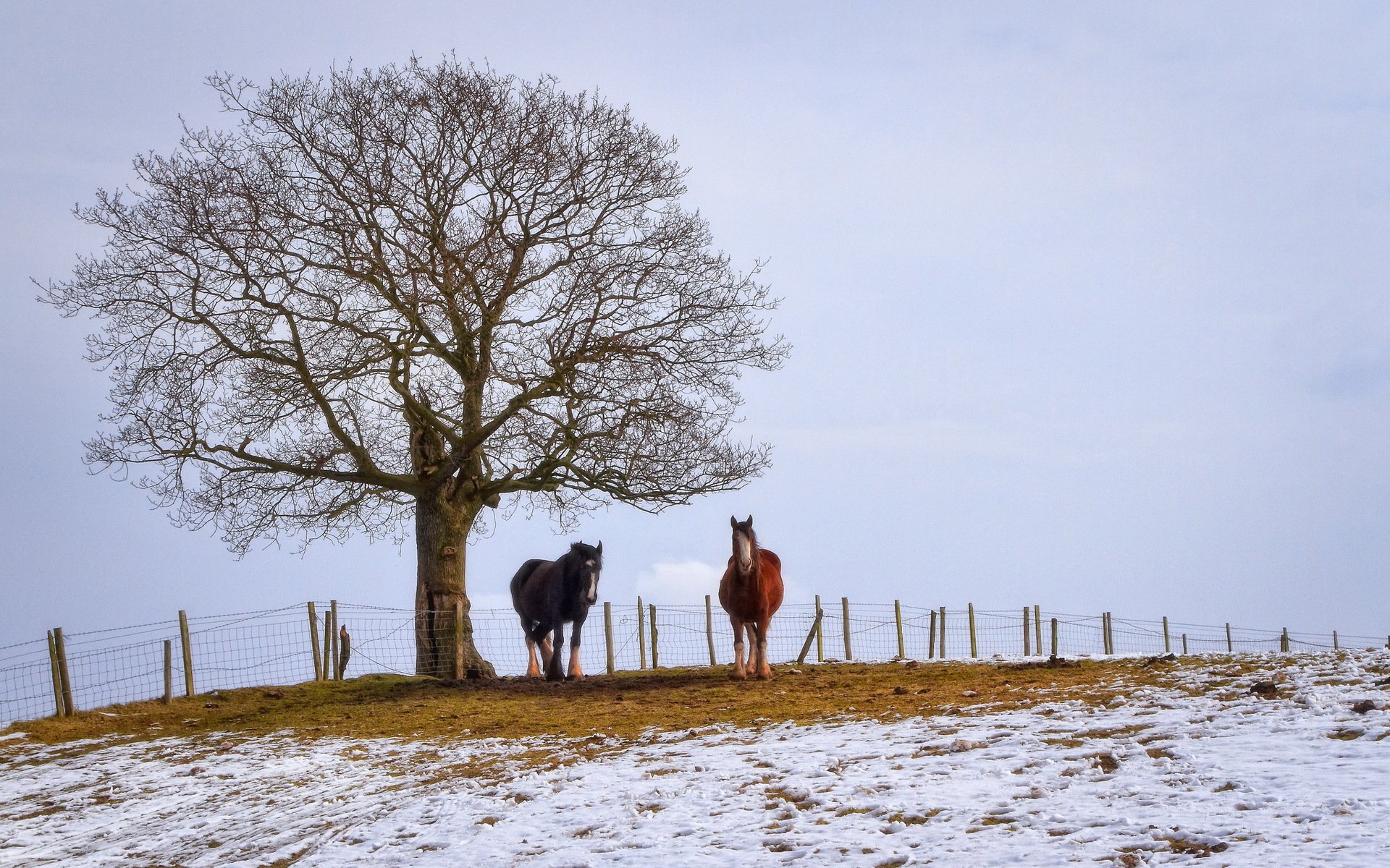 the field horses winter