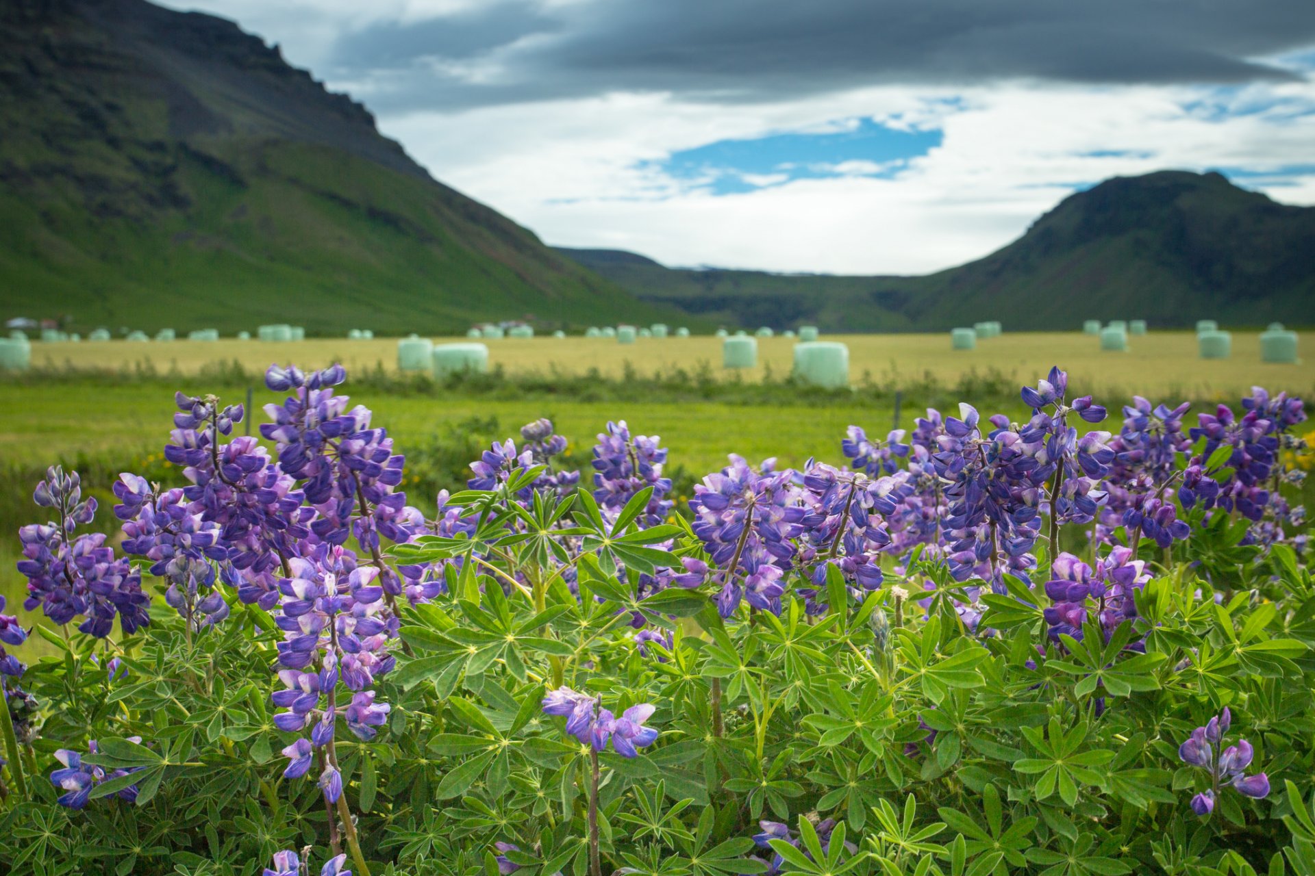 islandia altramuces flores montañas