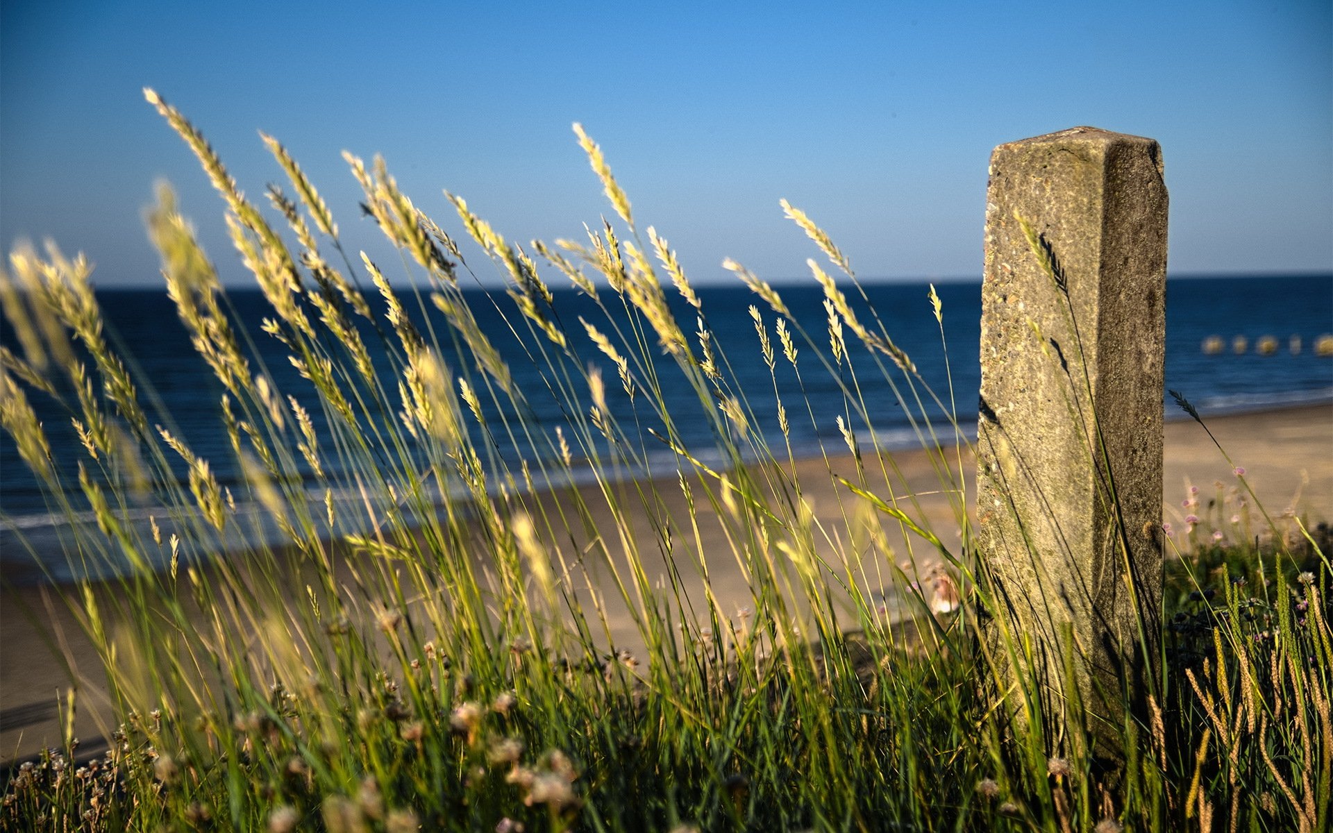 trawa morze plaża krajobraz