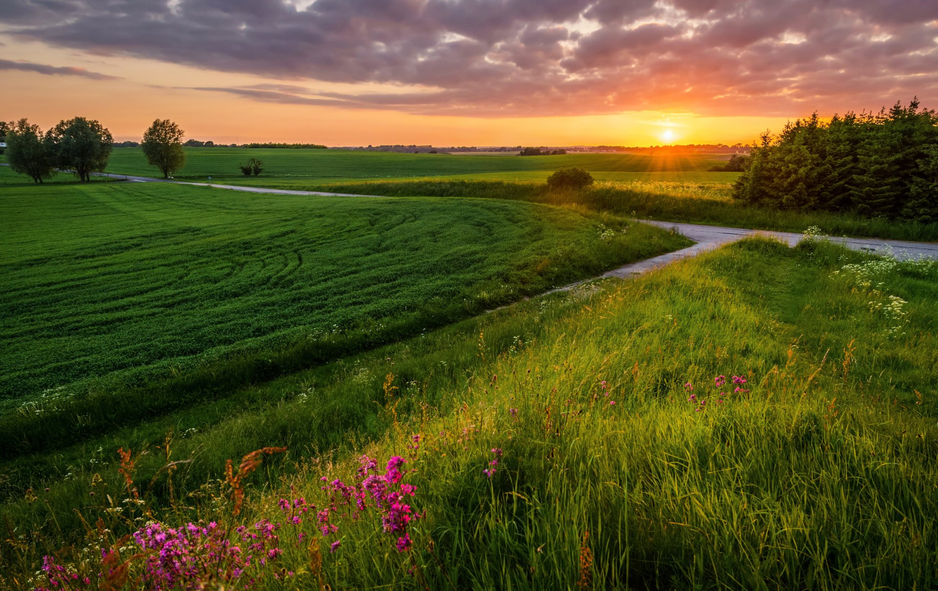 paysage champ été route coucher de soleil