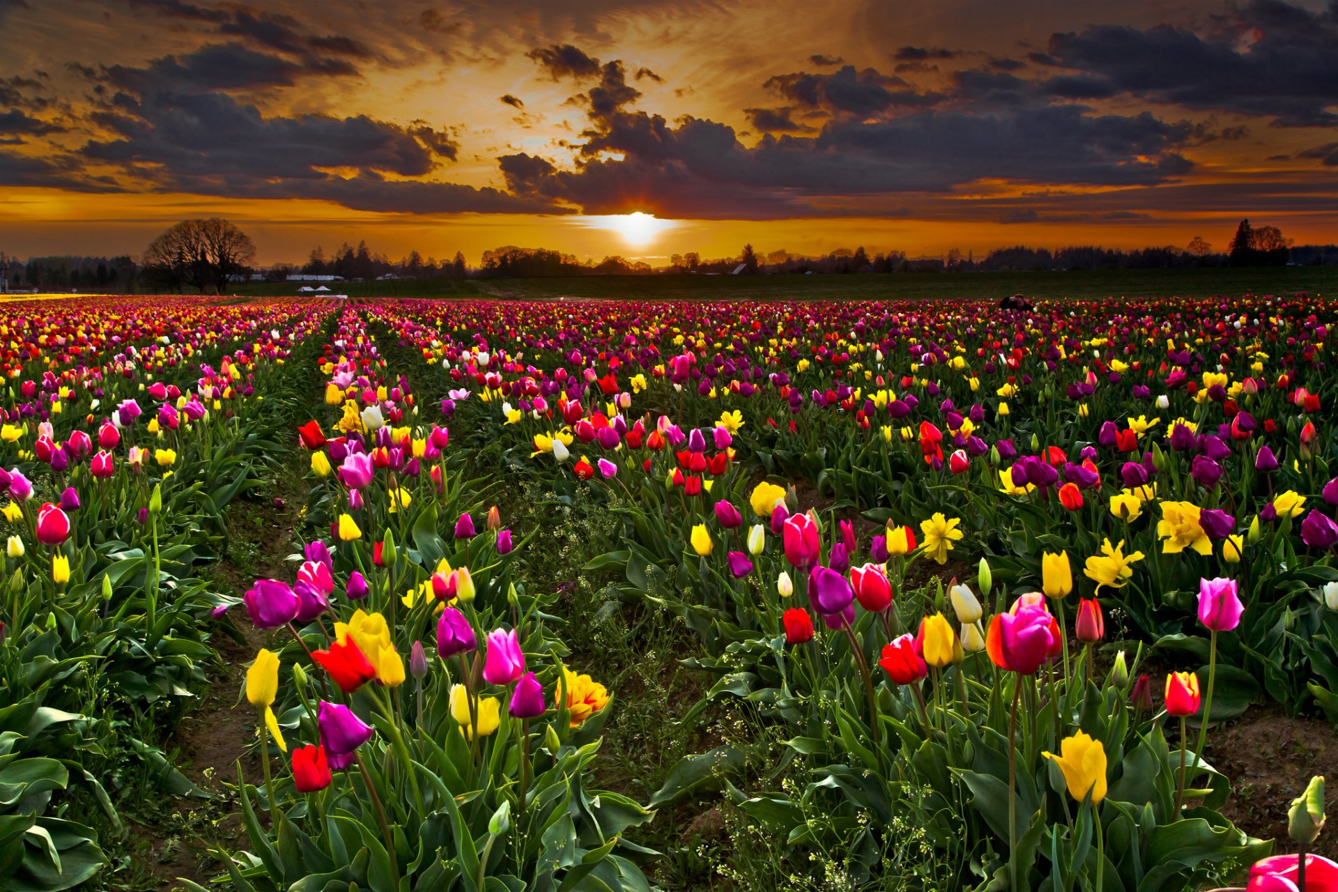 ciel nuages coucher de soleil champ plantation fleurs tulipes