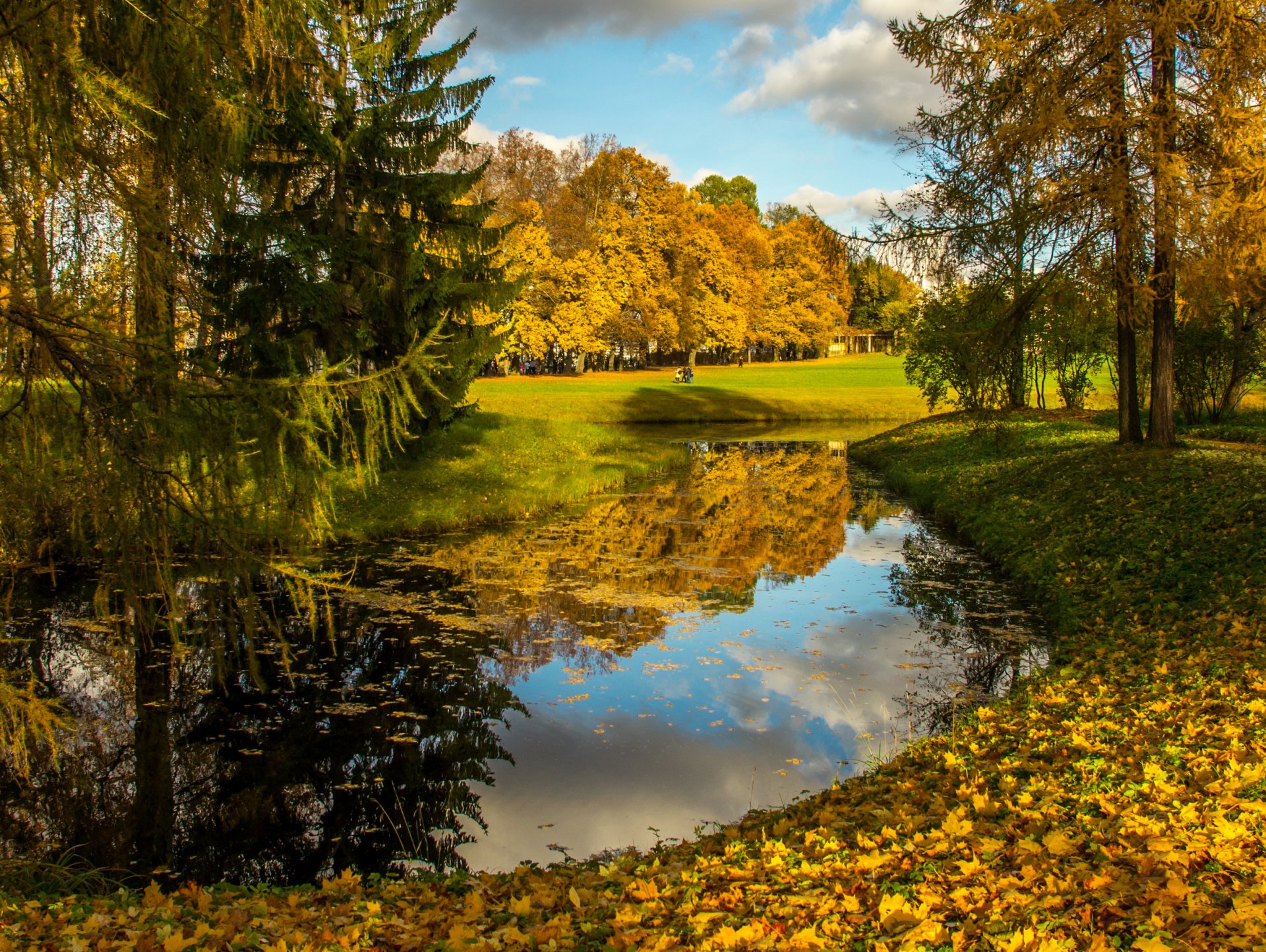 autumn river tree leaves nature photo