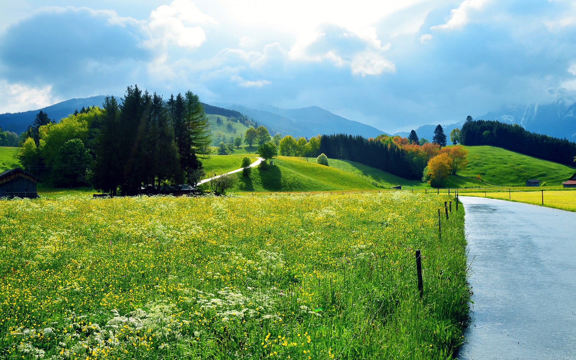 felder sommer straße sonnig bäume blumen