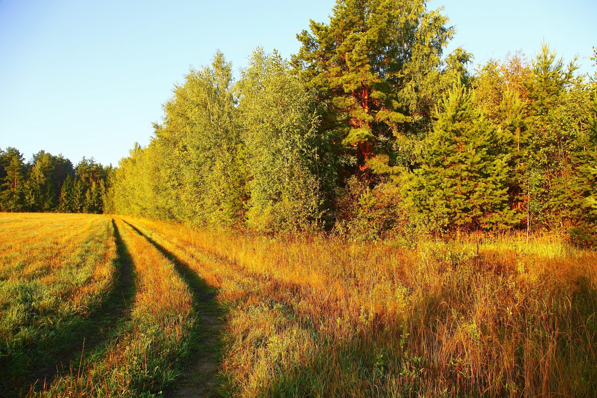 paysage herbe nature route