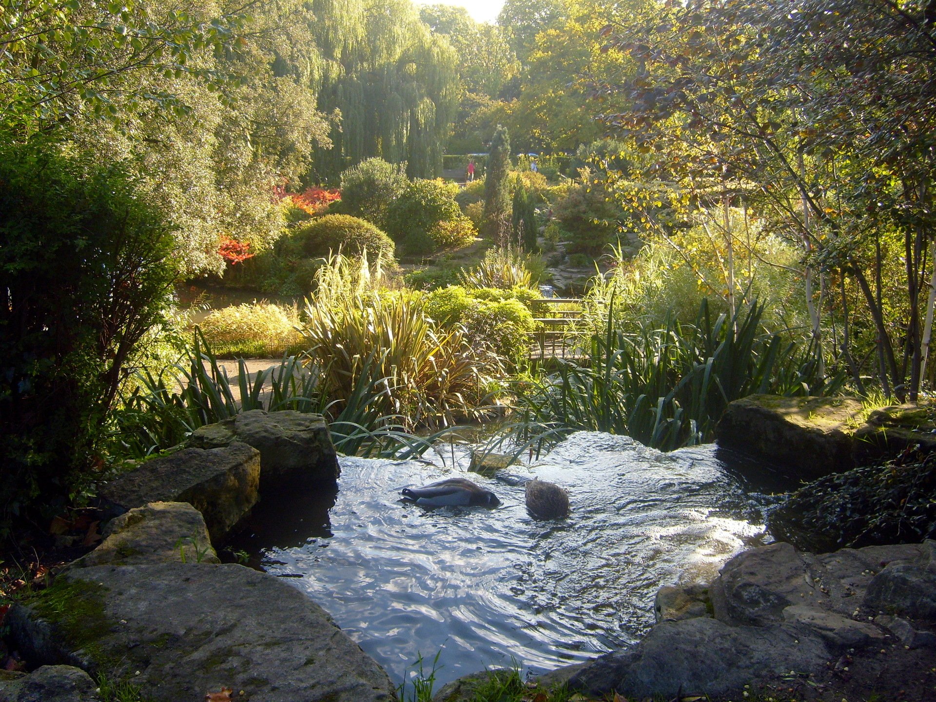 regents park london water stones plant