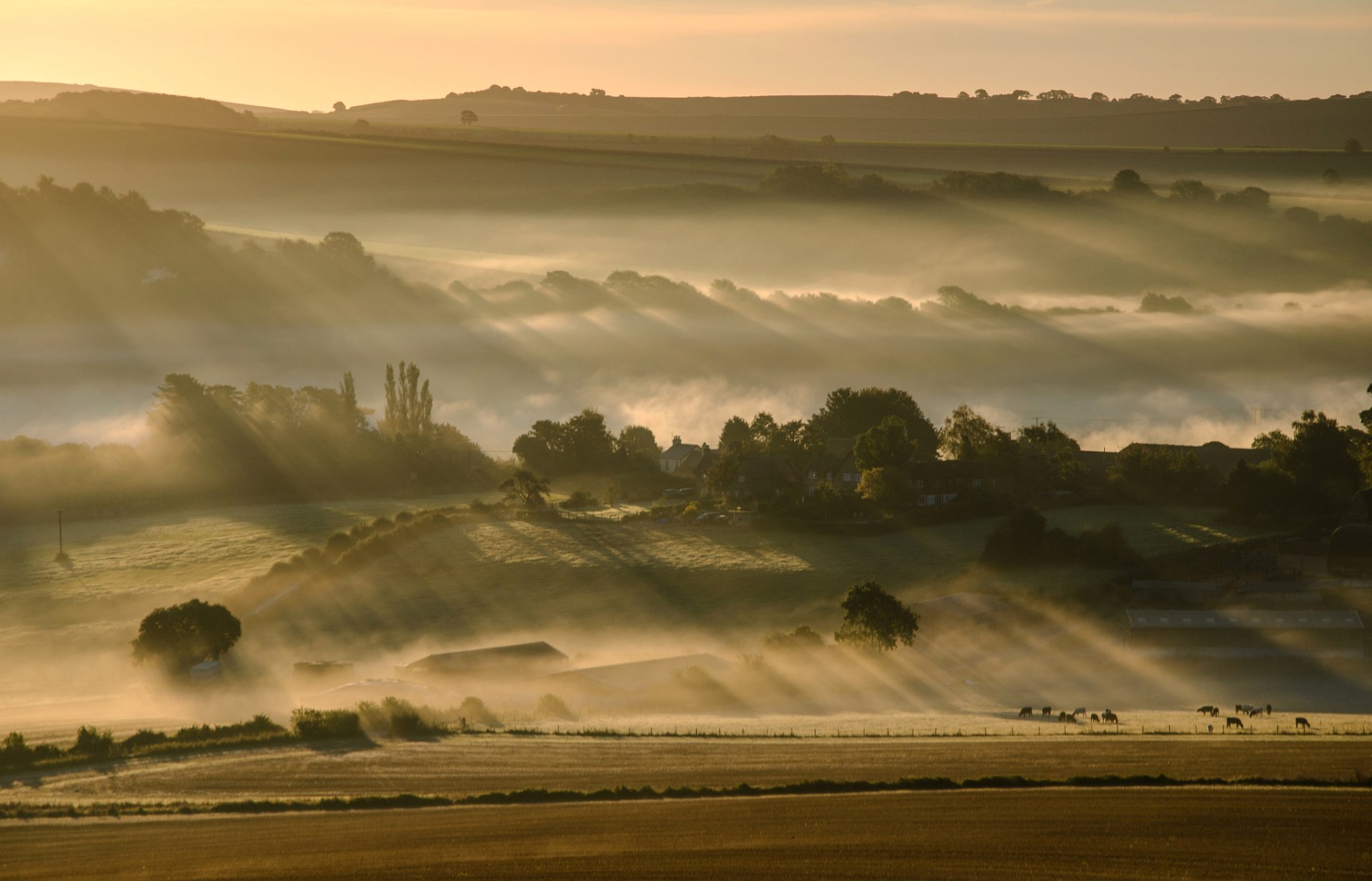 ciel matin collines brouillard champ arbres