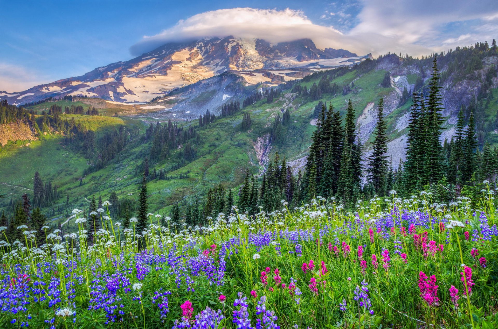 usa berge hügel bäume wolken lichtung blumen natur