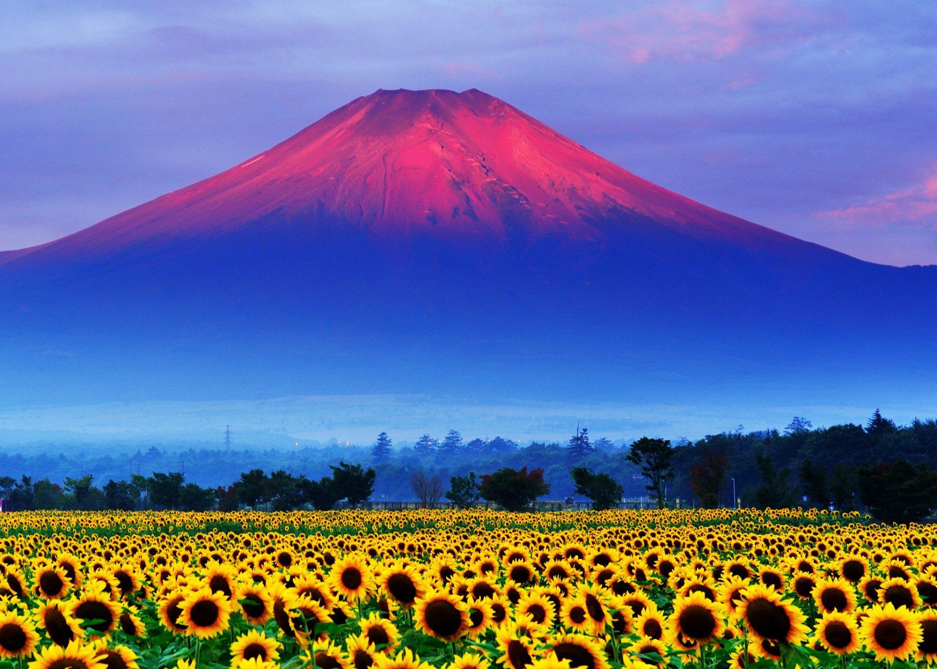 japonia góra fujiyama niebo zachód słońca pole słonecznik